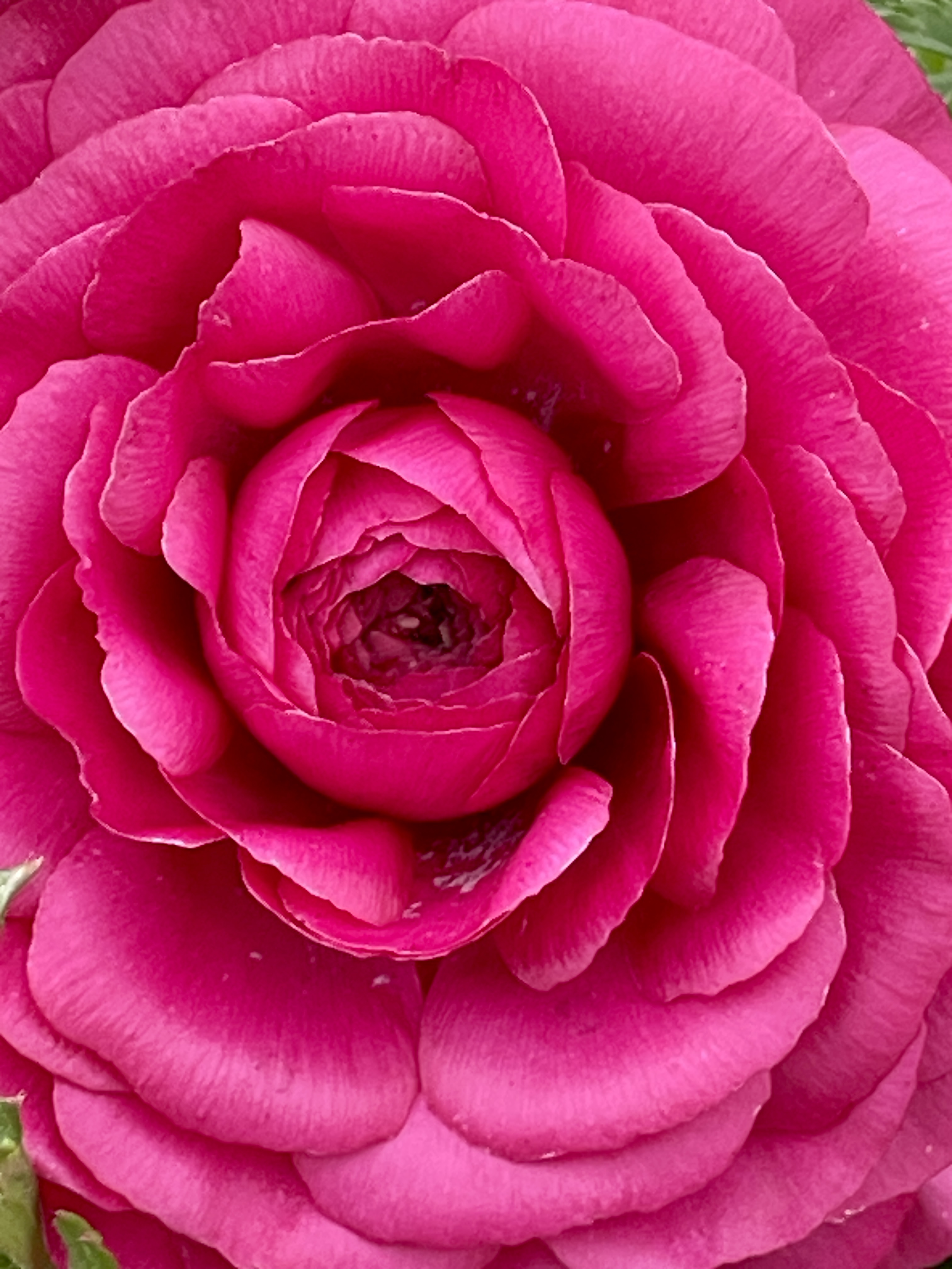 Img 2066: flower, plant, rose, petal, geranium