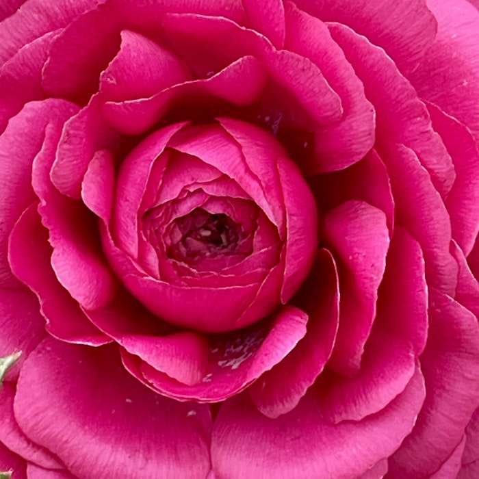 Img 2066: flower, plant, rose, petal, geranium