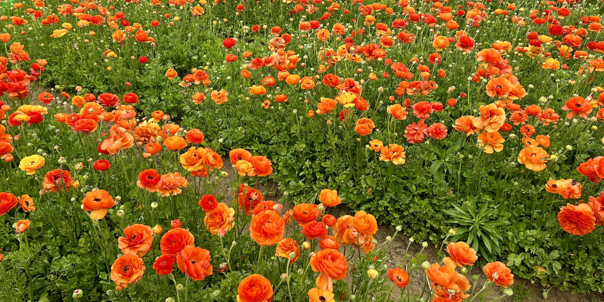 Img: flower, plant, petal, anemone, geranium, daisy, poppy, field, outdoors, nature