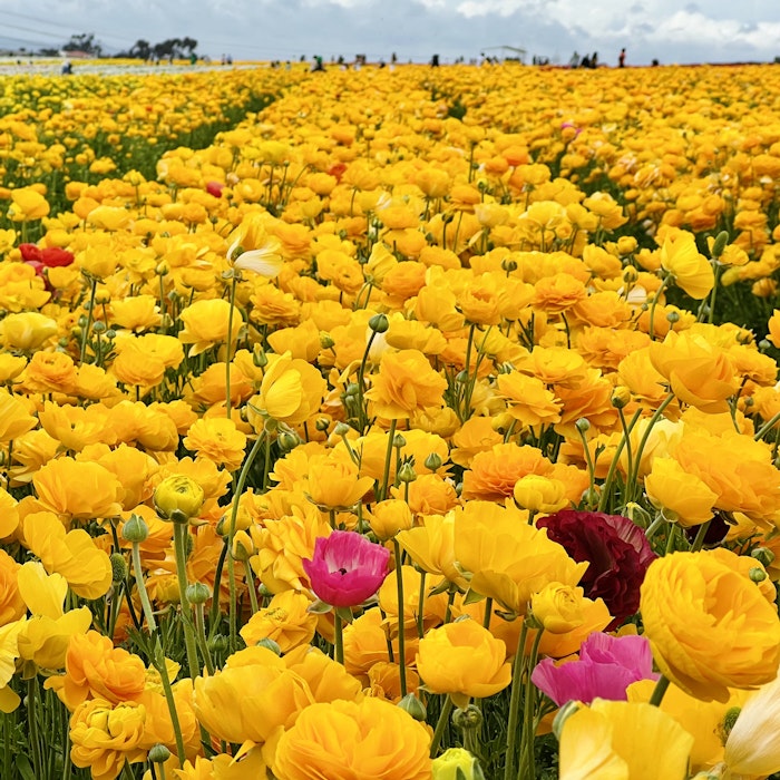 Img: flower, petal, anemone, field, grassland, nature, outdoors, daisy, person, daffodil