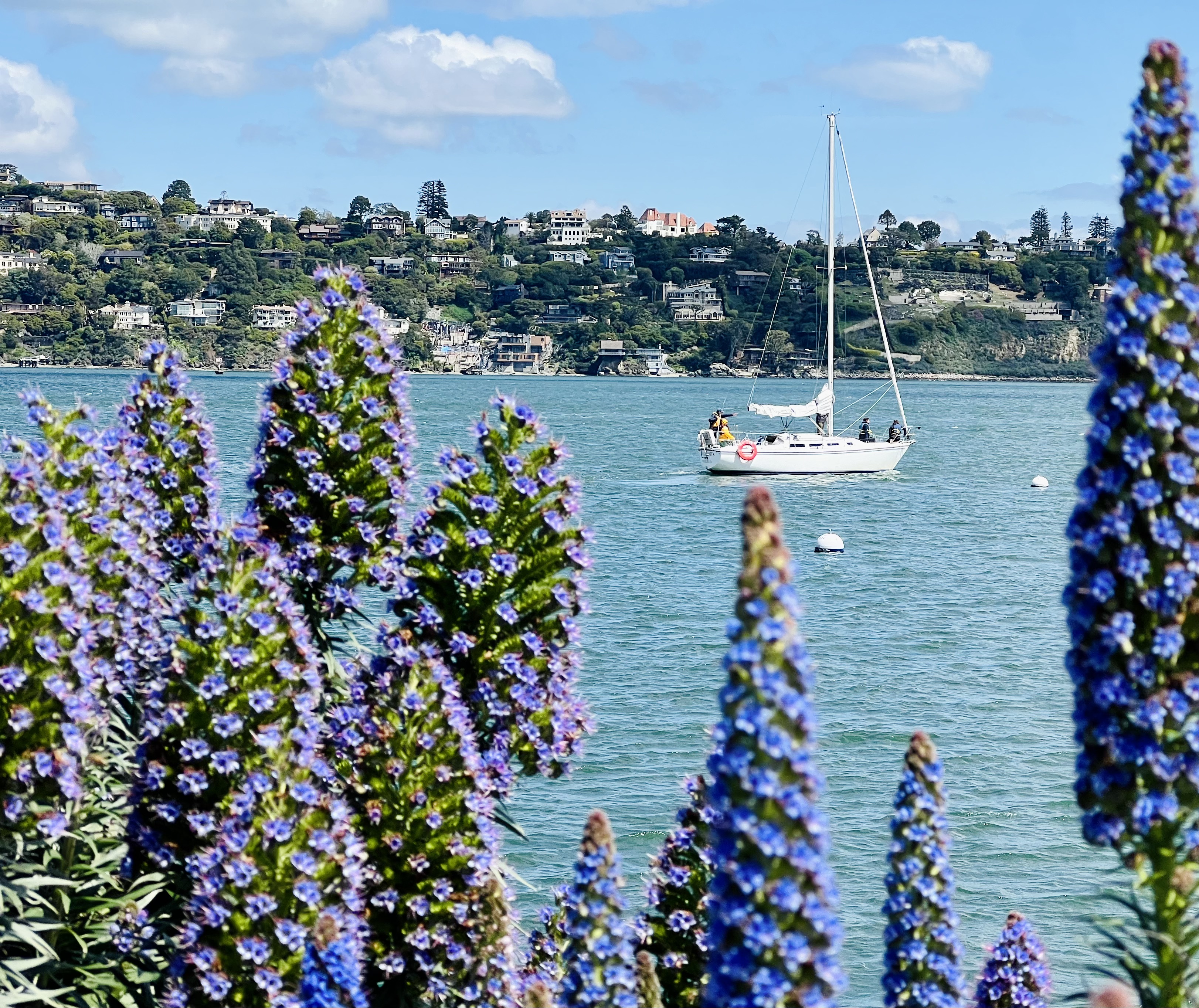 Img: boat, sailboat, watercraft, flower, lupin, water, waterfront, person, summer, tree