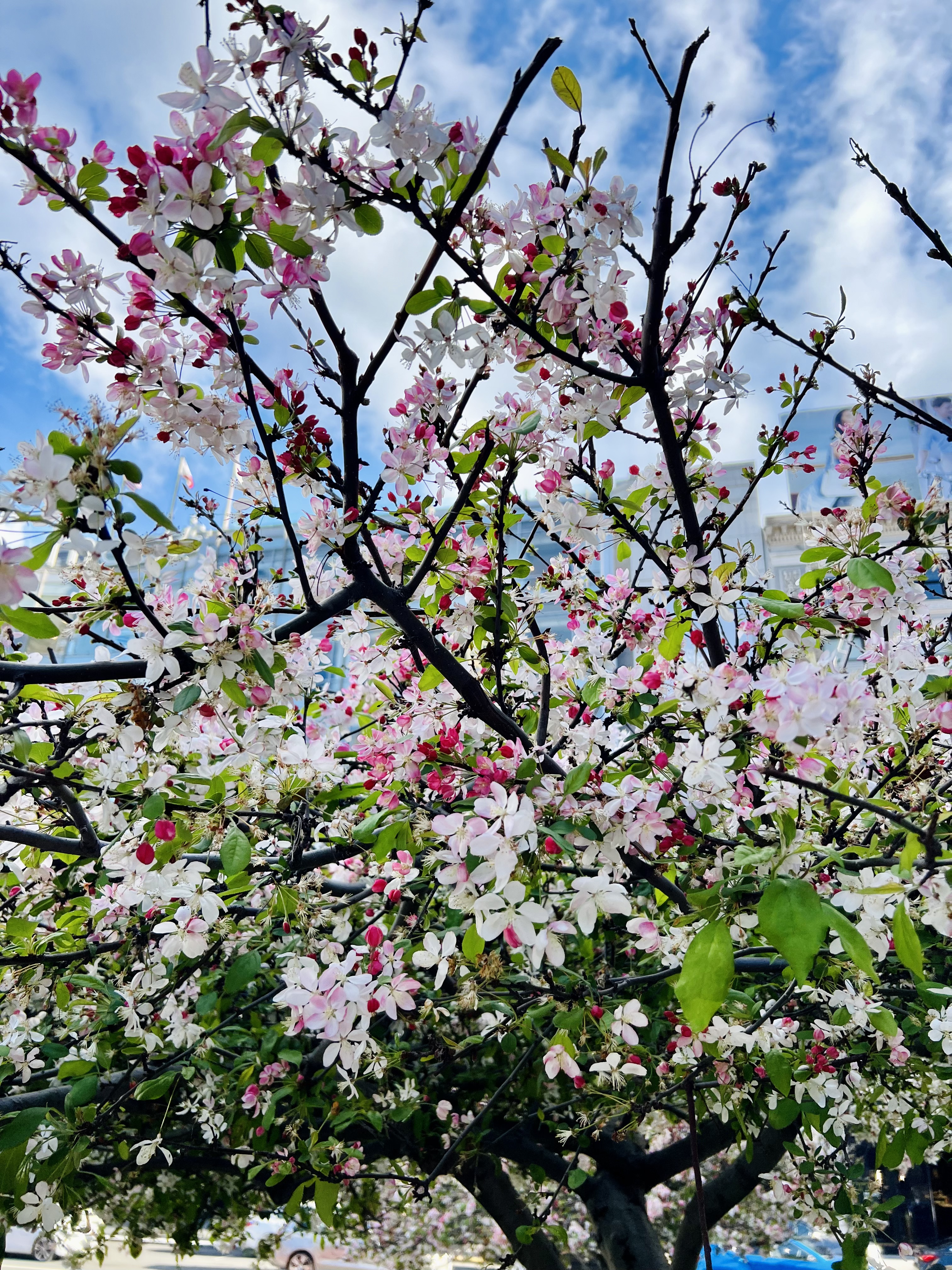 Img: flower, plant, petal, cherry blossom, outdoors