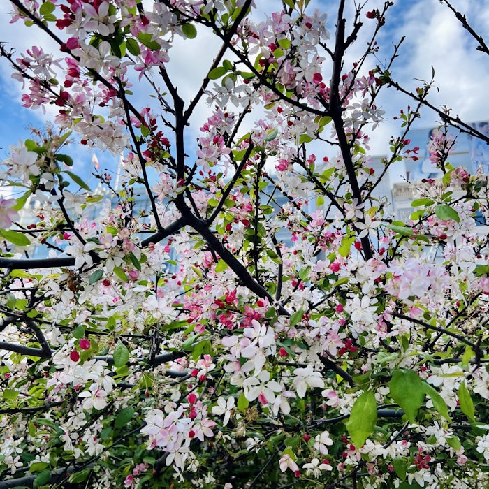 Img: flower, plant, petal, cherry blossom, outdoors