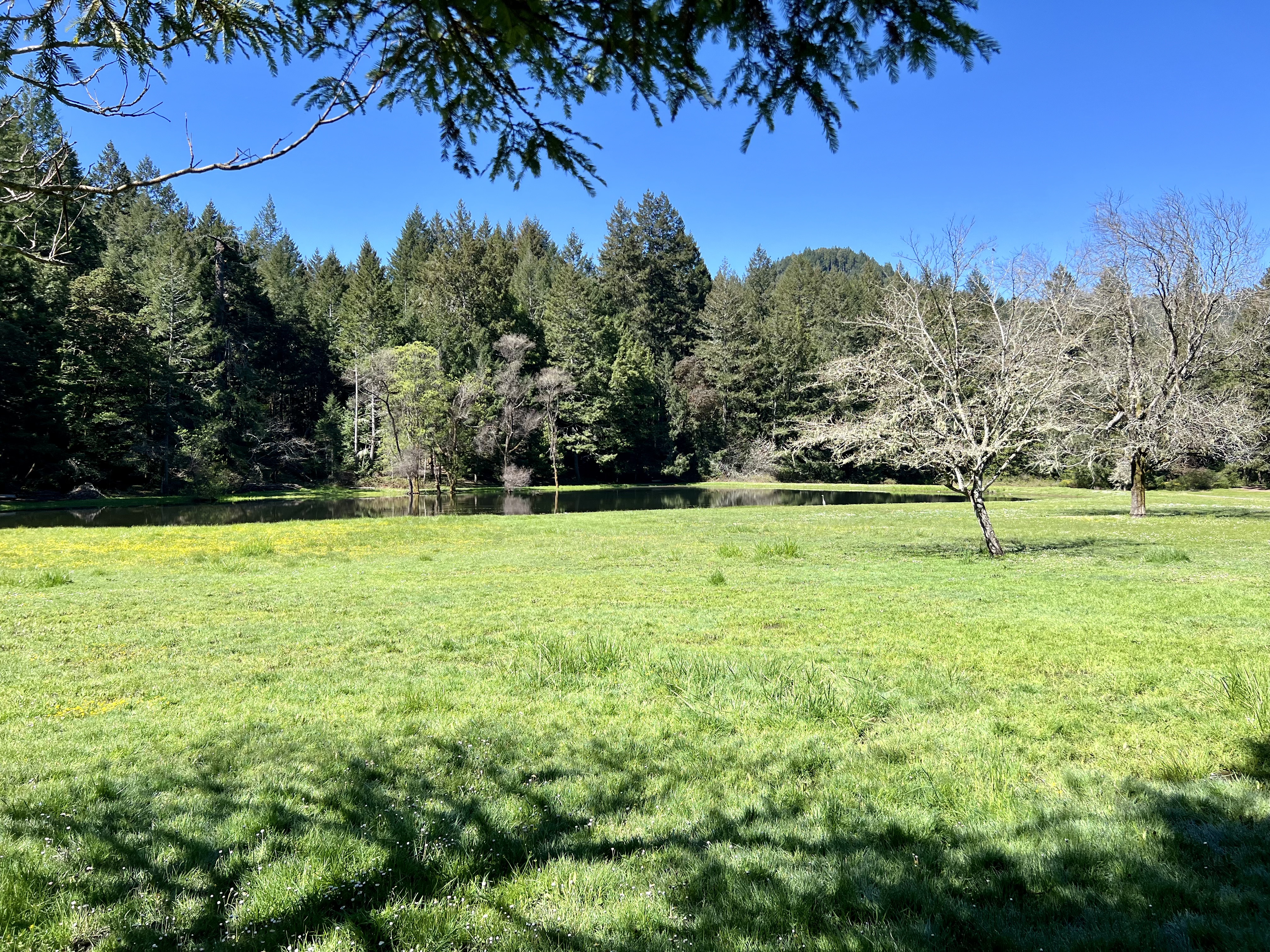 Img: field, grassland, nature, outdoors, countryside, meadow, pasture, fir, tree, grass