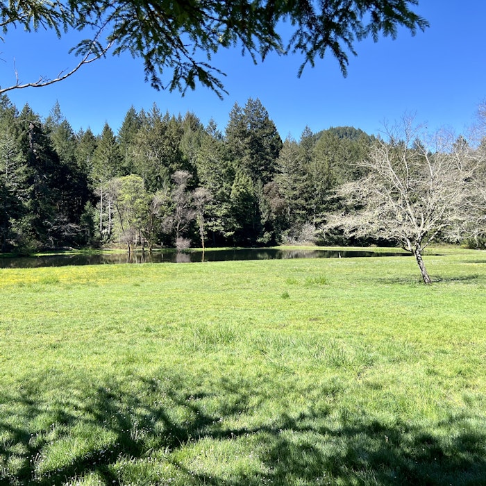 Img: field, grassland, nature, outdoors, countryside, meadow, pasture, fir, tree, grass