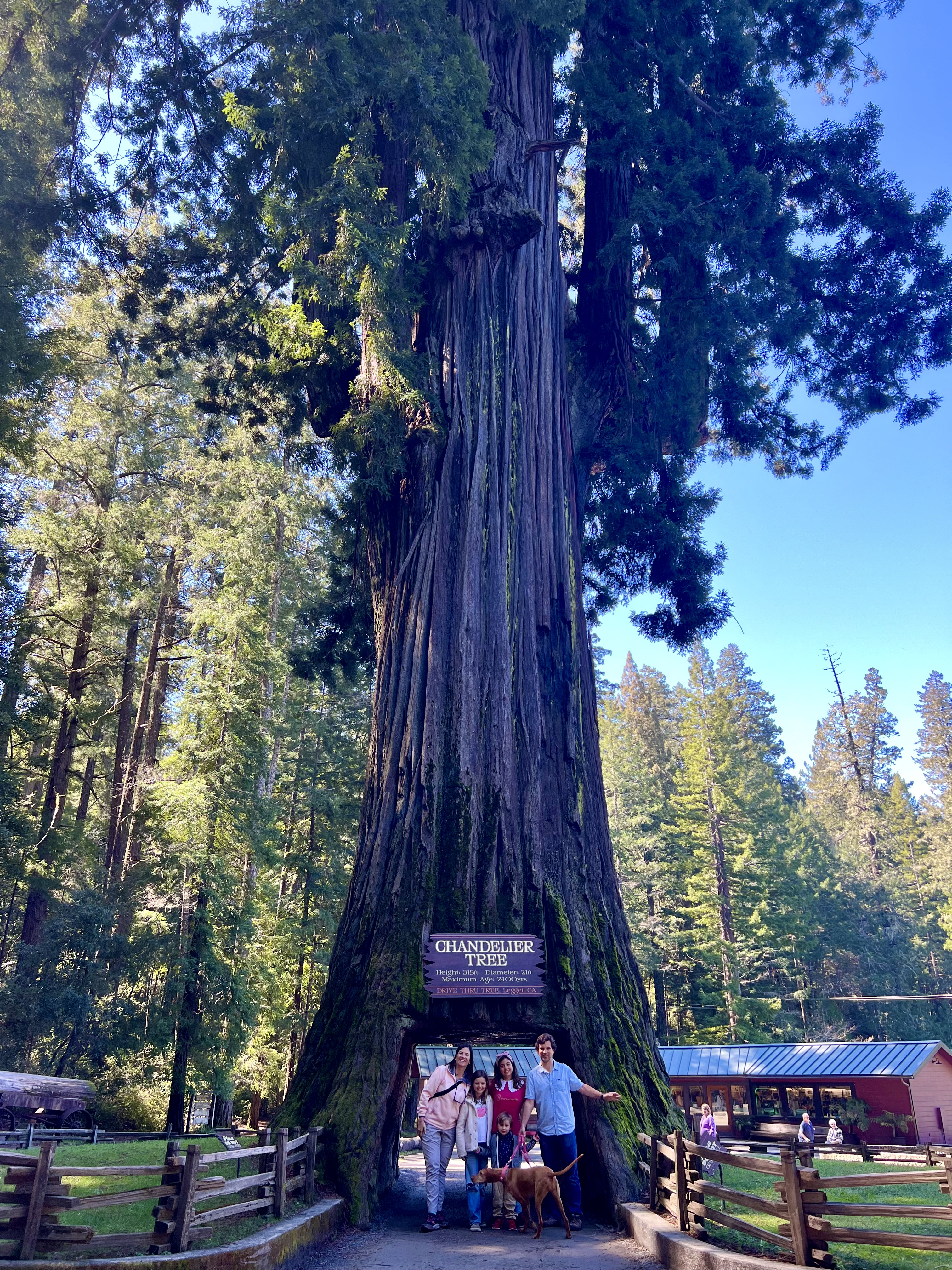 Img: tree, grove, land, vegetation, woodland, adult, male, man, person, redwood