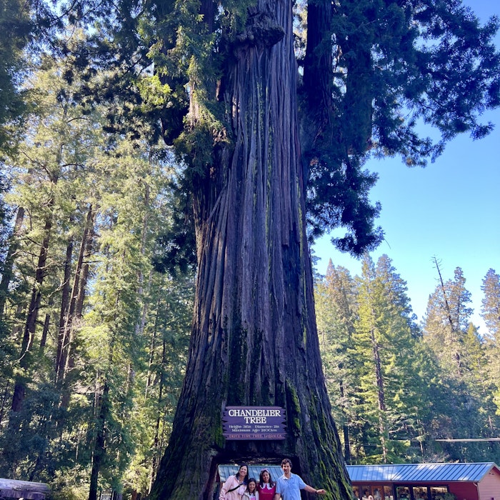 Img: tree, grove, land, vegetation, woodland, adult, male, man, person, redwood