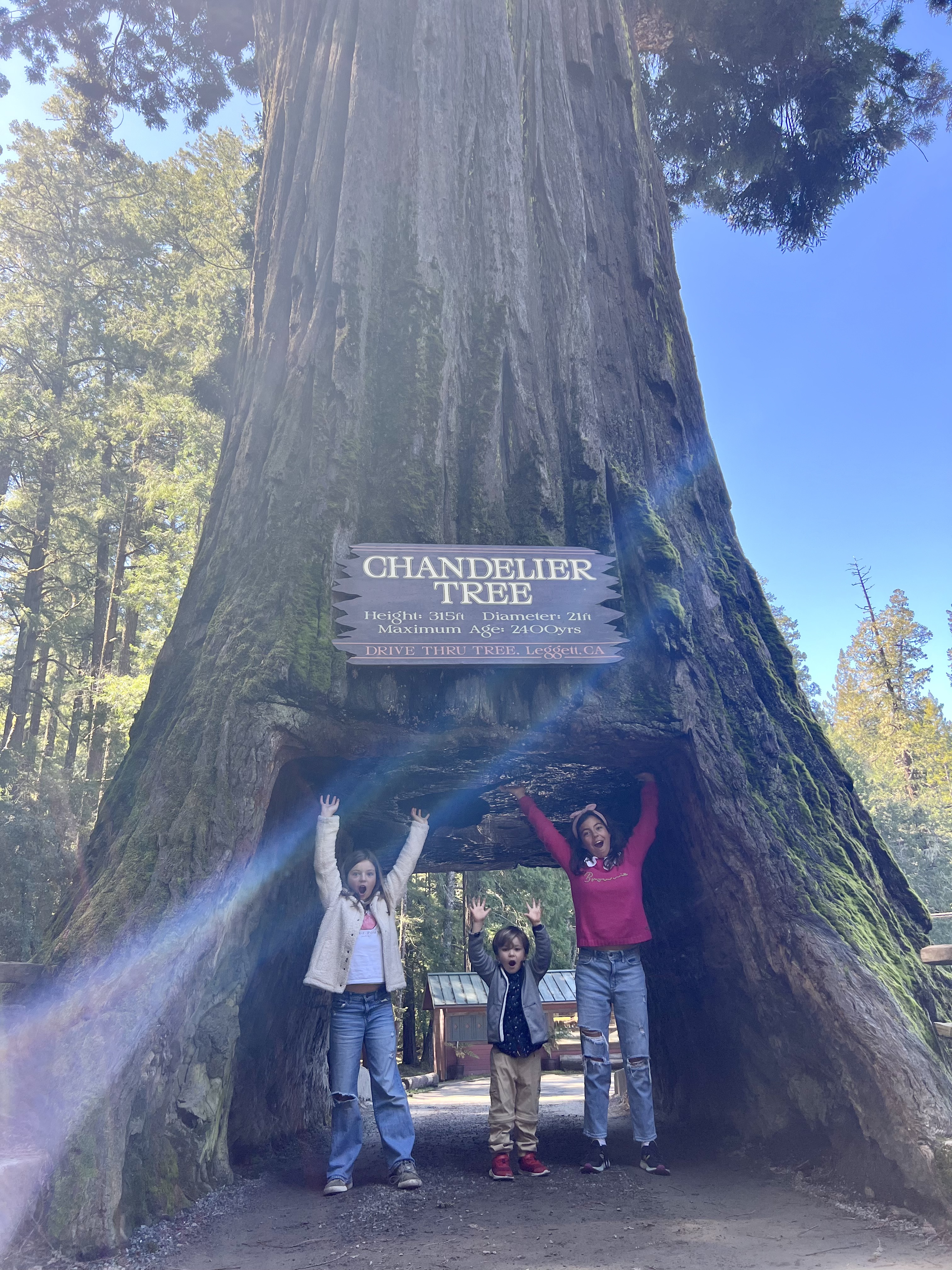 Img: grove, pants, tree, vegetation, woodland, person, portrait, park, jeans, teen
