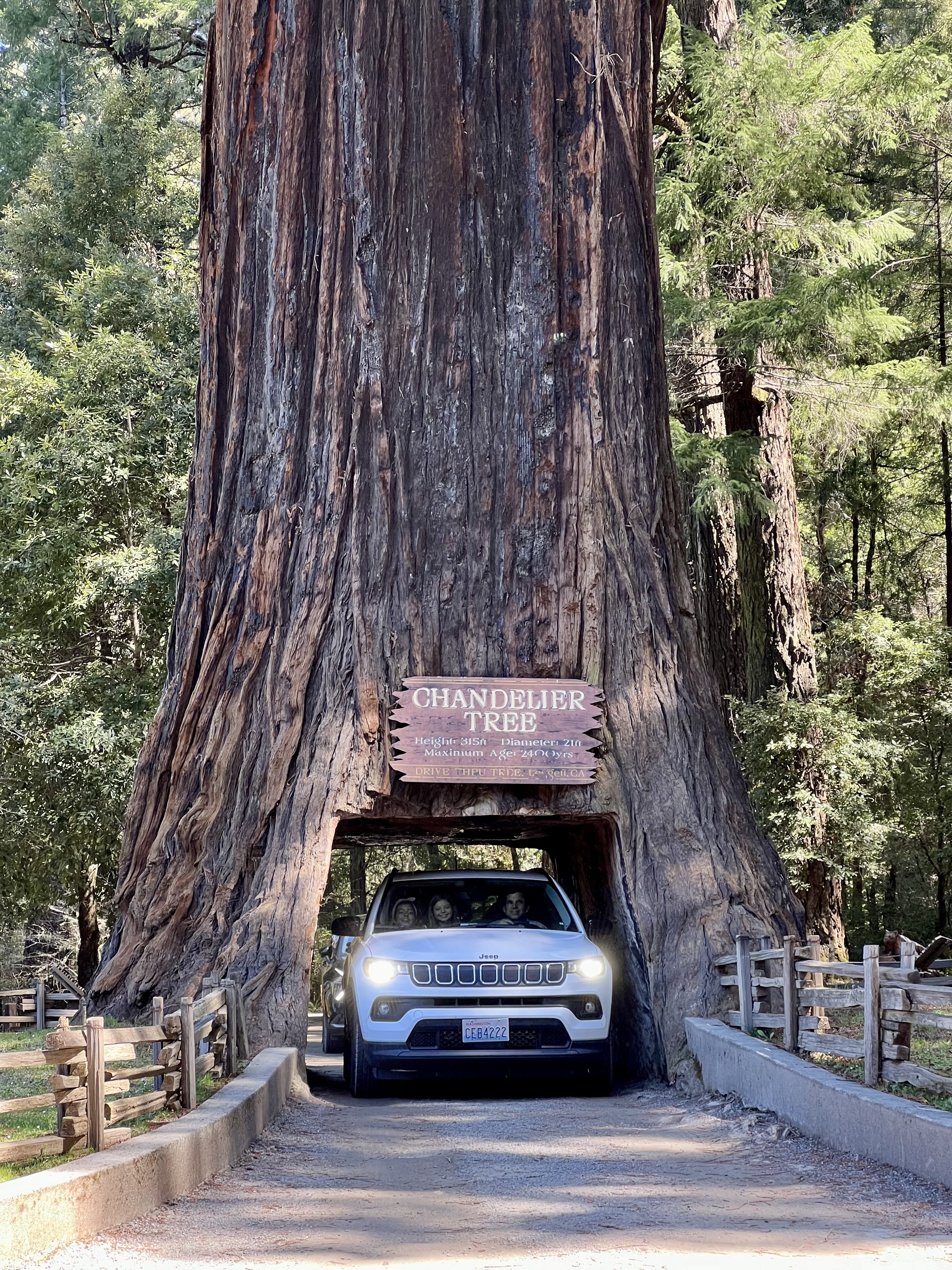 Img: plant, tree, grove, vegetation, woodland, car, transportation, vehicle, person, redwood