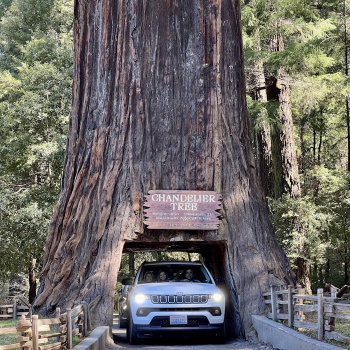 Img: plant, tree, grove, vegetation, woodland, car, transportation, vehicle, person, redwood