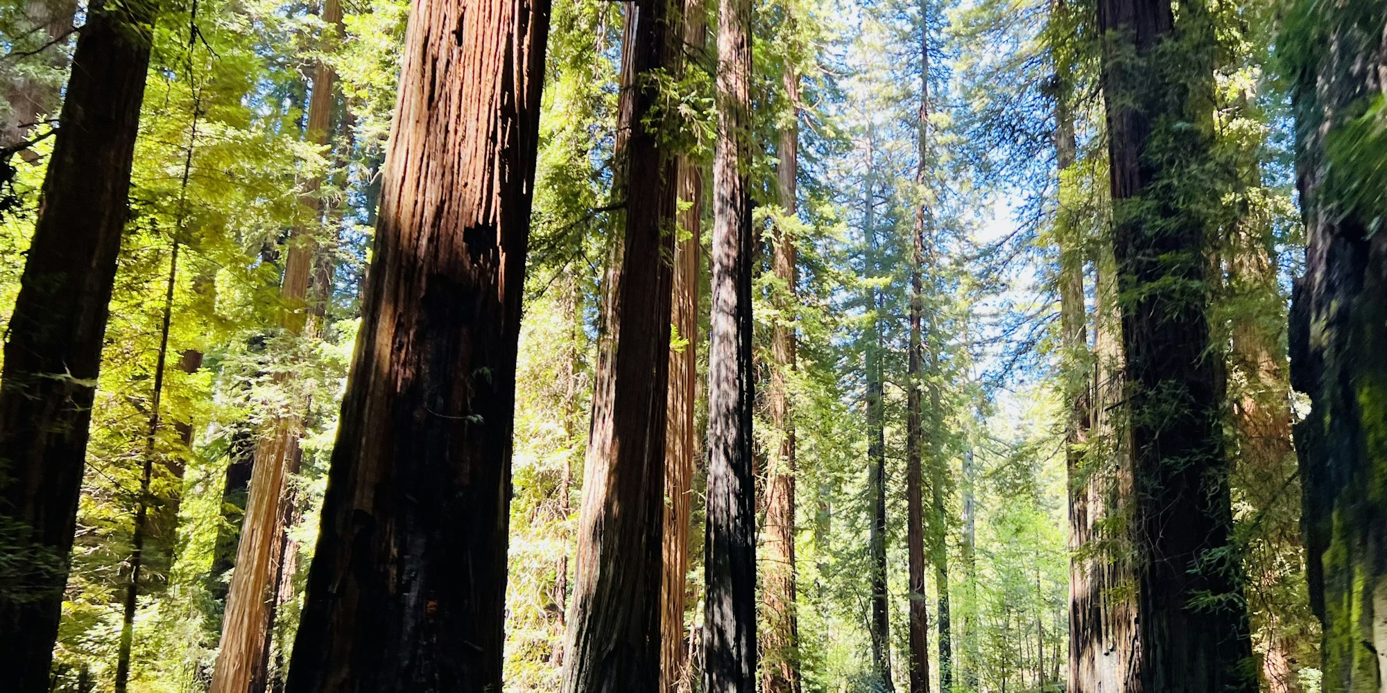 Img: plant, tree, grove, land, nature, outdoors, vegetation, woodland, redwood, road