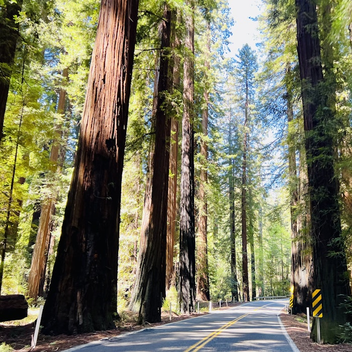 Img: plant, tree, grove, land, nature, outdoors, vegetation, woodland, redwood, road