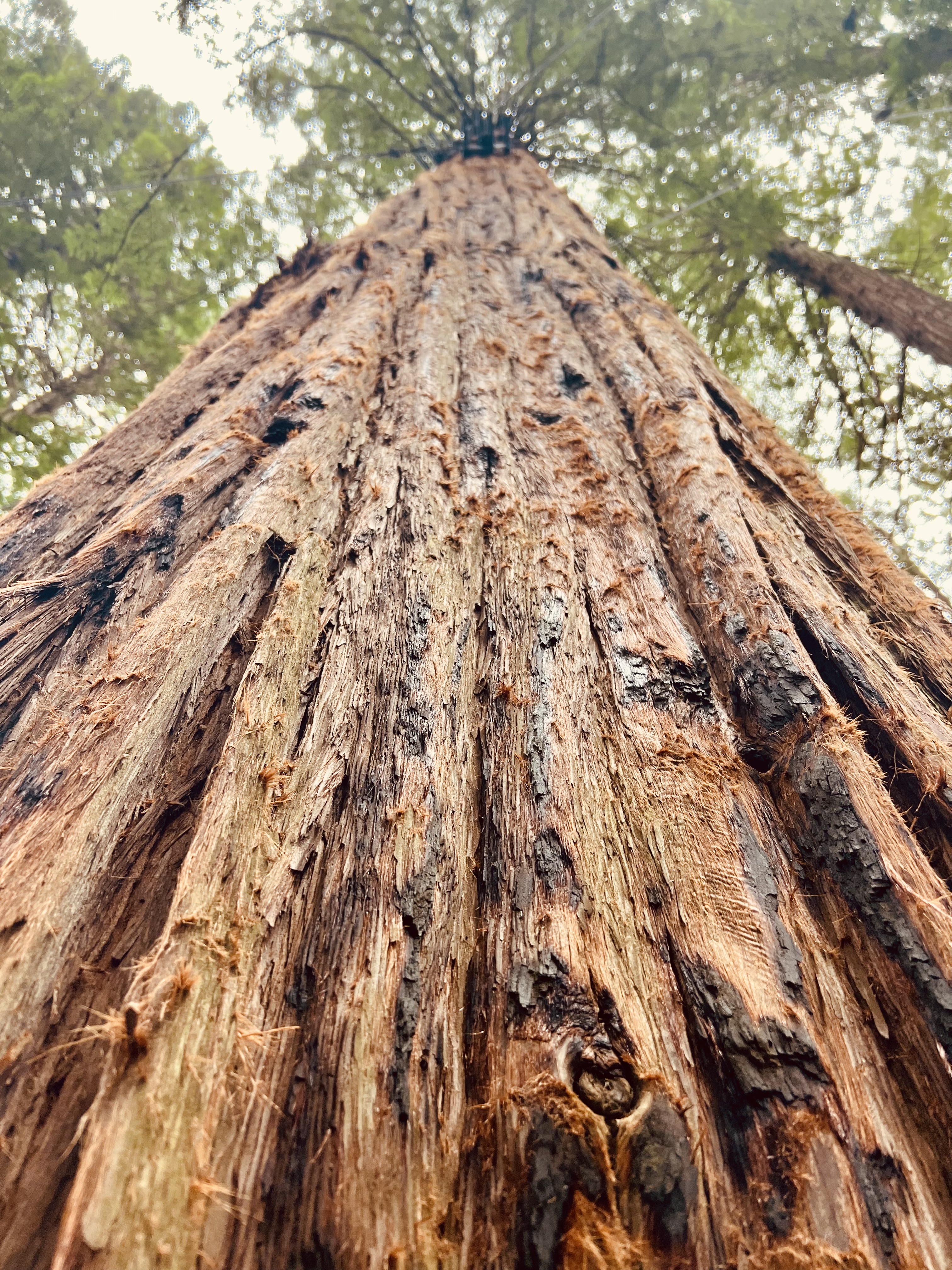 Img: plant, tree, tree trunk, redwood