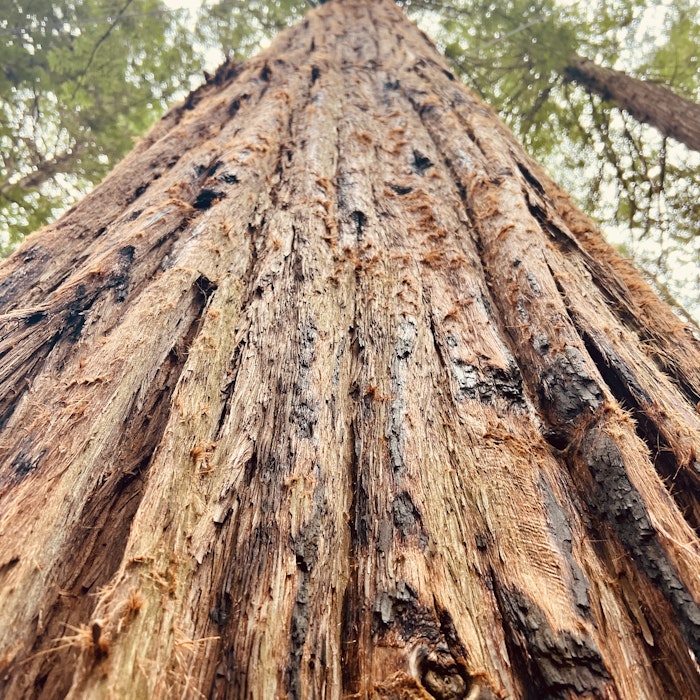 Img: plant, tree, tree trunk, redwood