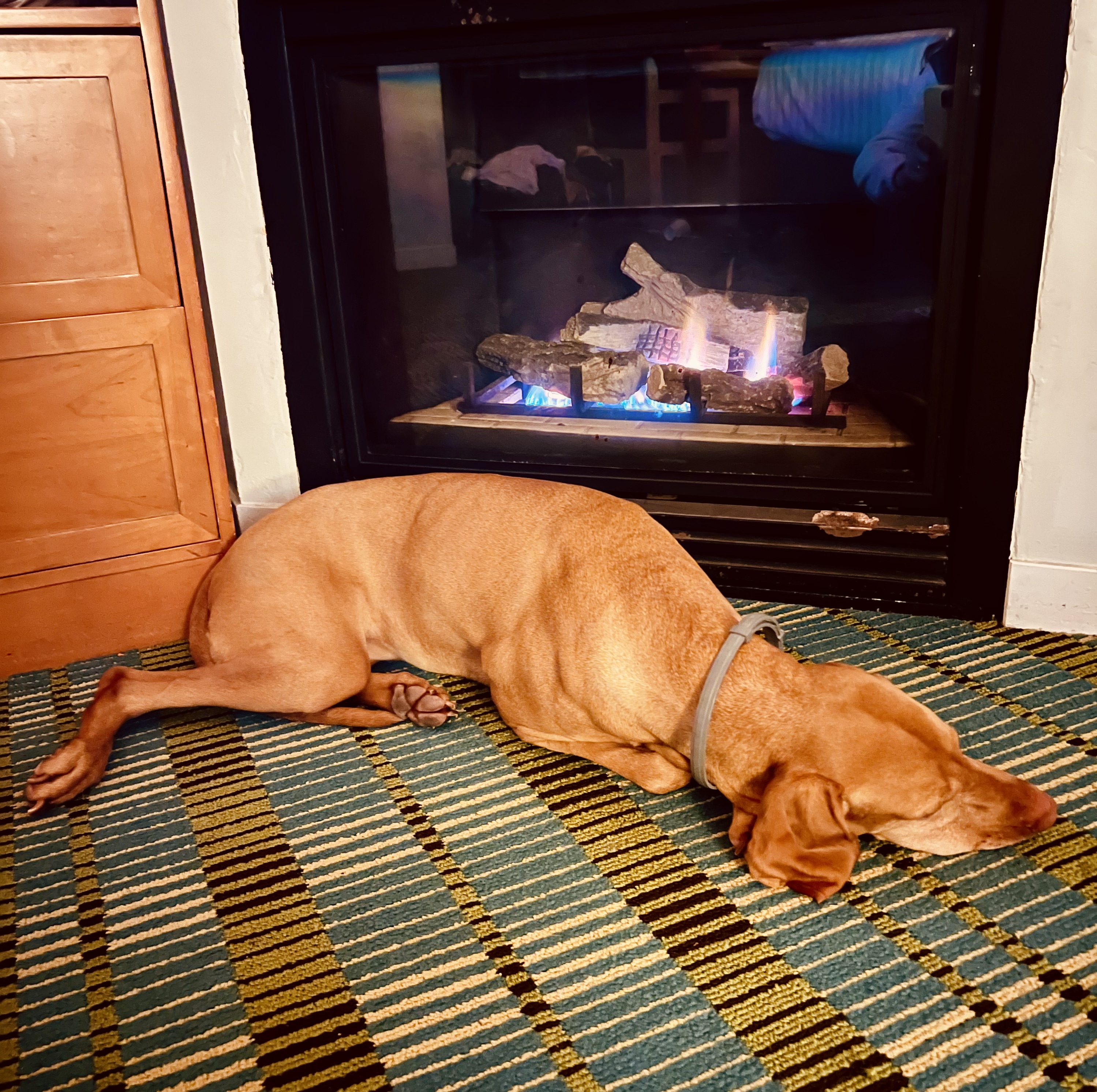 Img: fireplace, indoors, animal, canine, dog, mammal, pet, hearth, floor