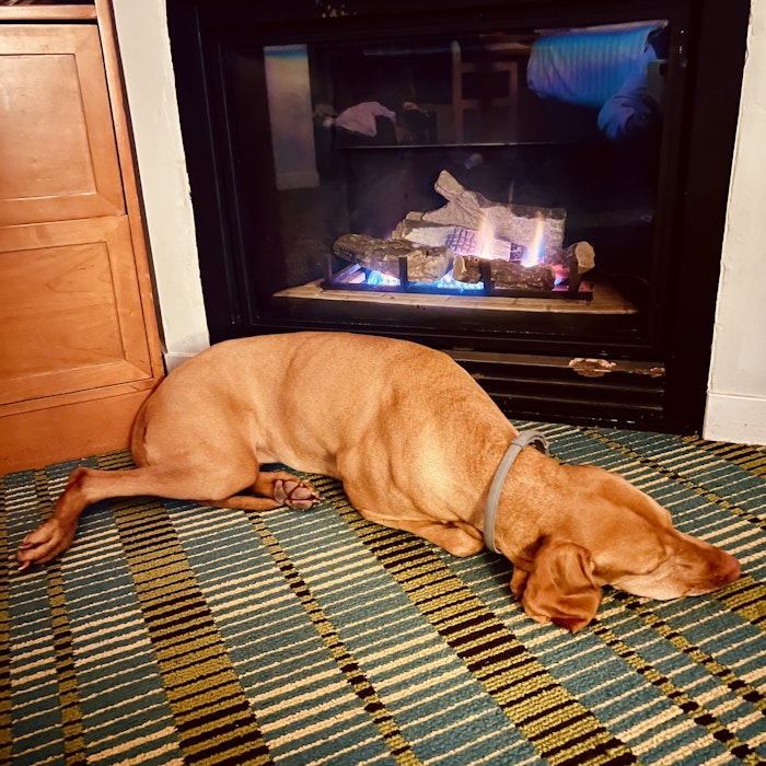 Img: fireplace, indoors, animal, canine, dog, mammal, pet, hearth, floor