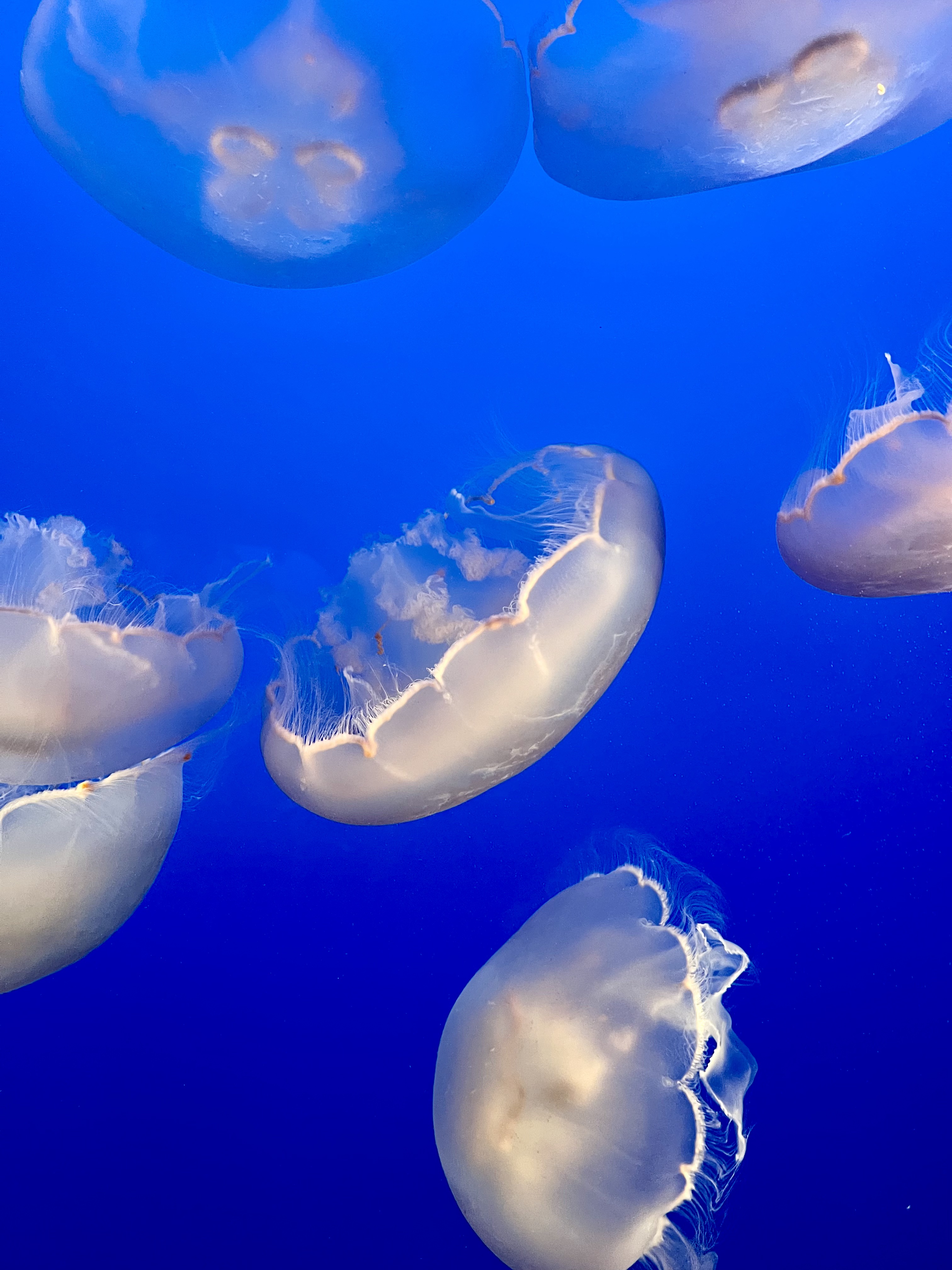 Img: animal, sea life, invertebrate, jellyfish