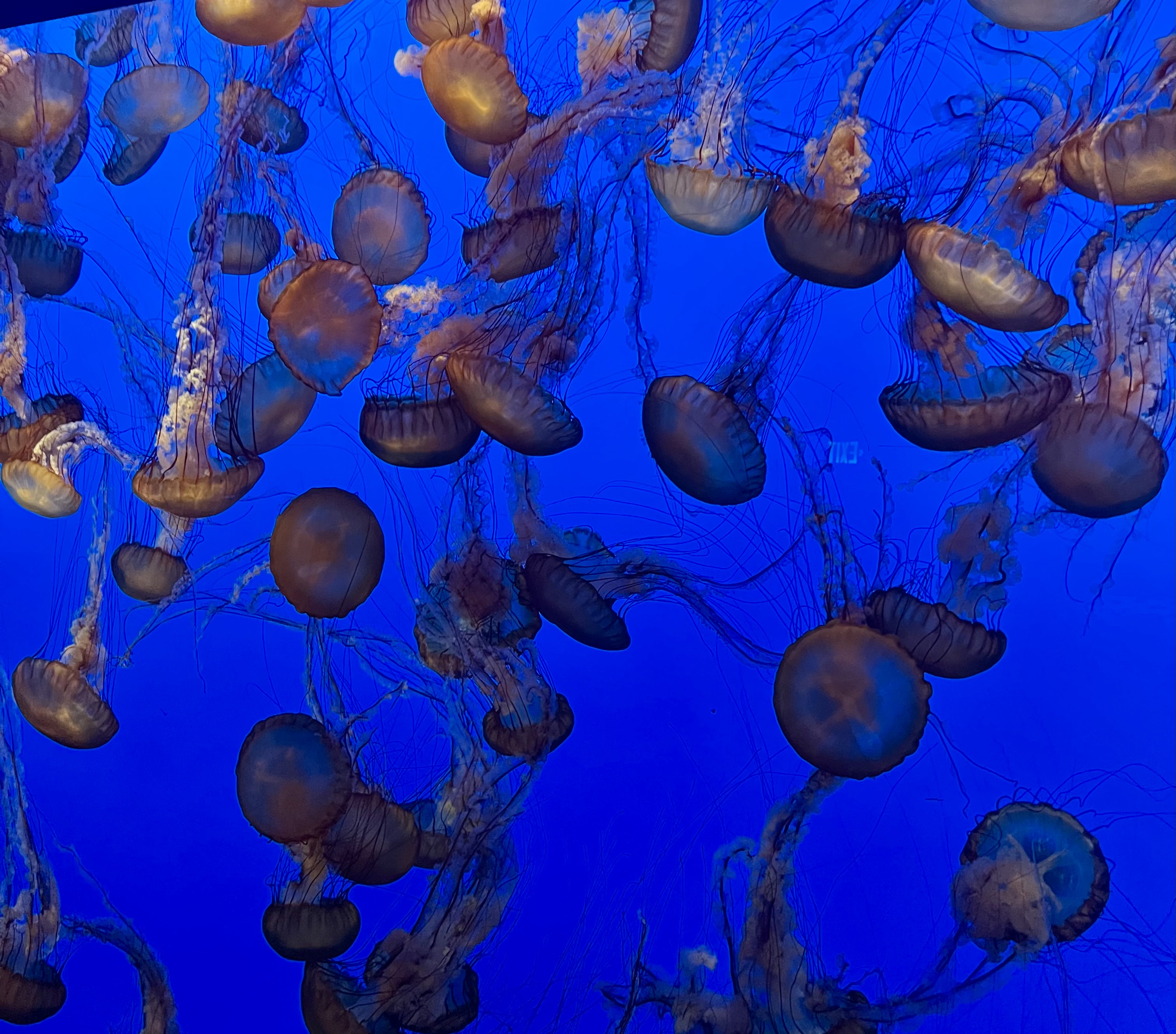 Img: animal, sea life, invertebrate, jellyfish