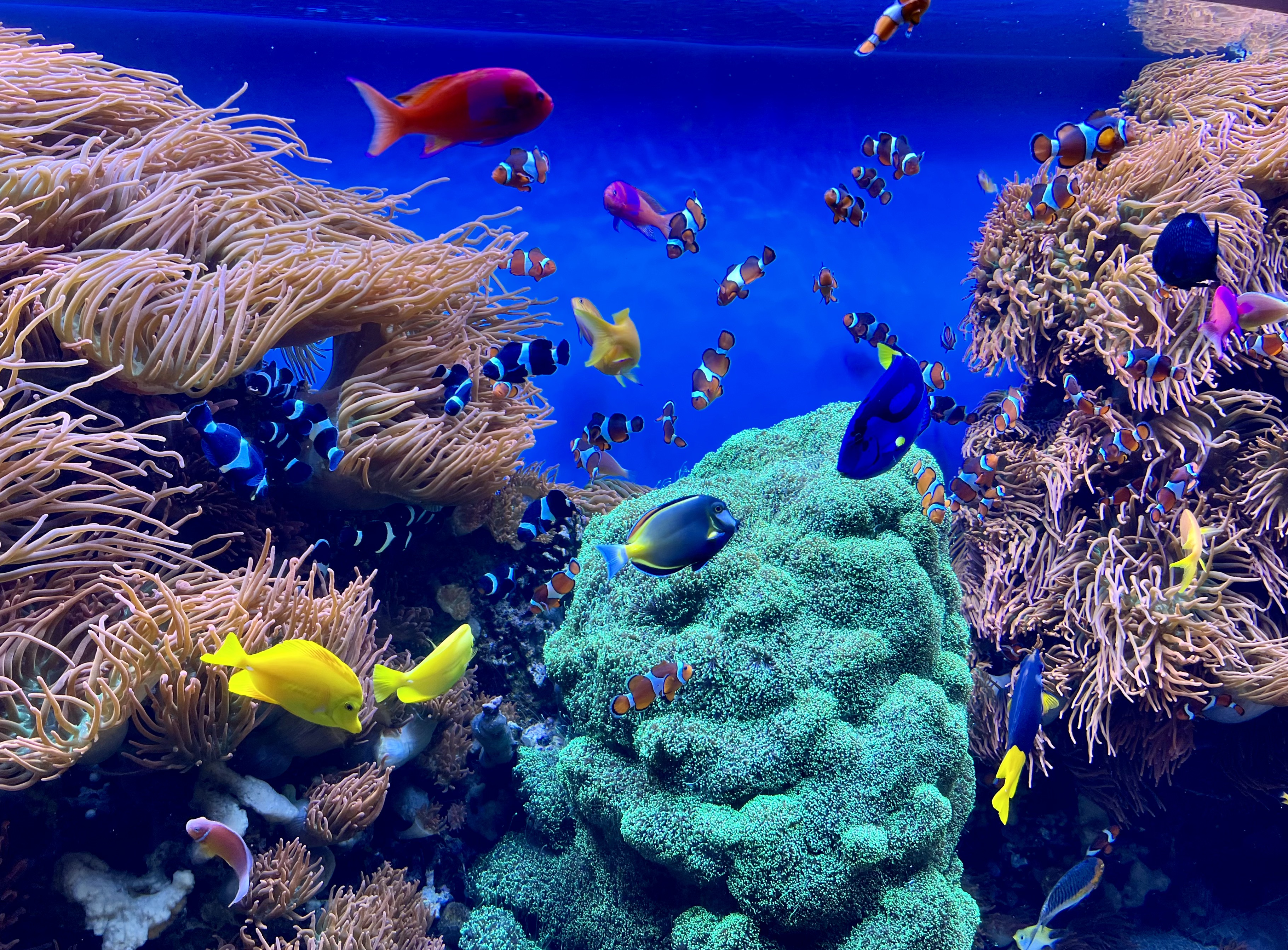 Img: aquatic, water, aquarium, fish, nature, outdoors, reef, sea, coral reef, amphiprion