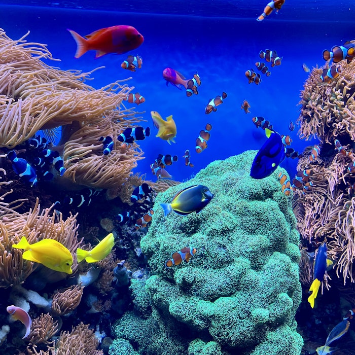 Img: aquatic, water, aquarium, fish, nature, outdoors, reef, sea, coral reef, amphiprion