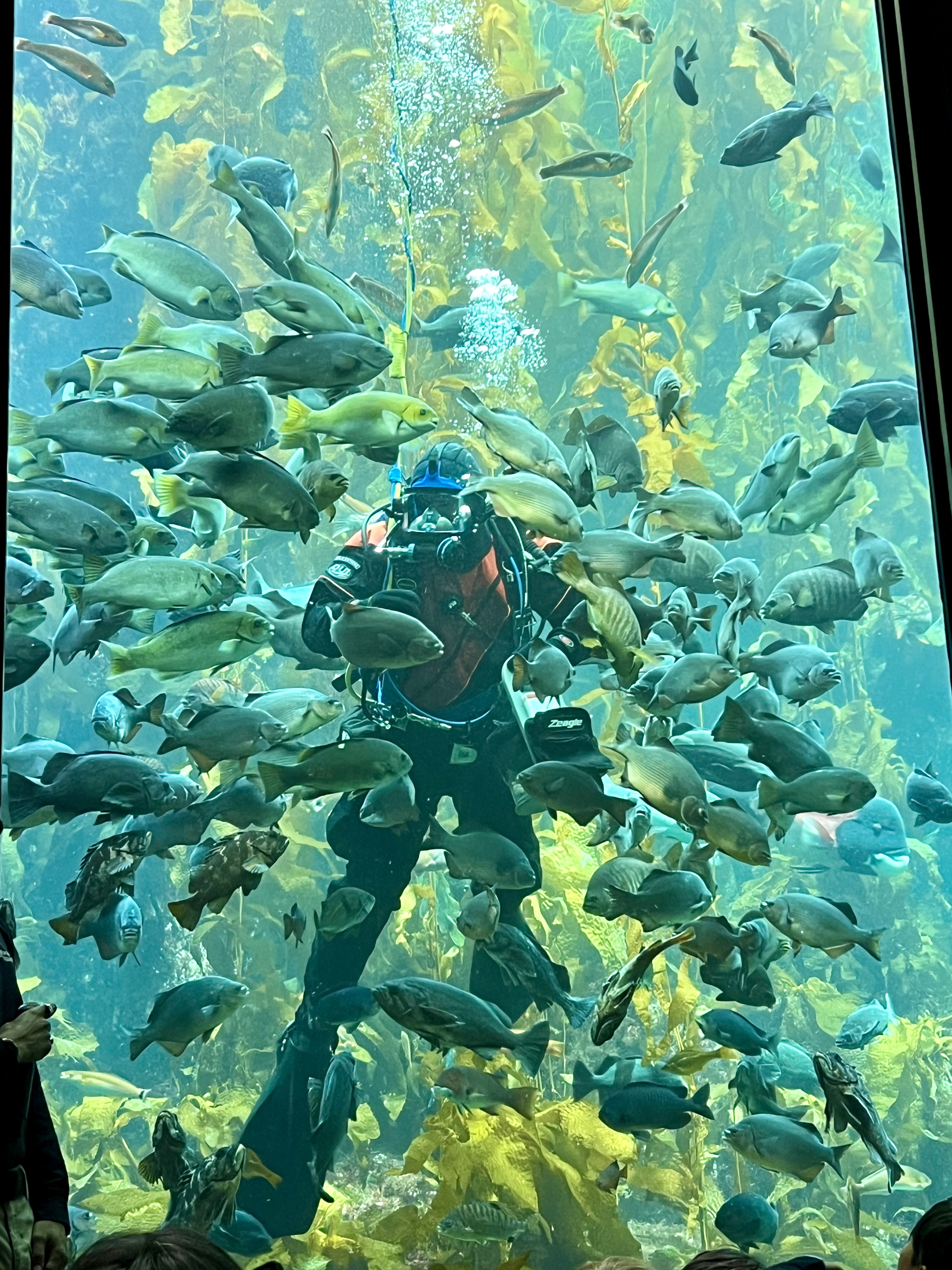 Img: aquatic, water, nature, outdoors, reef, person, scuba diving, aquarium, fish, underwater