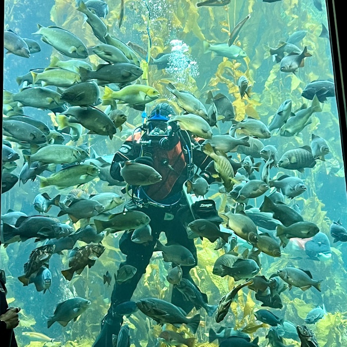 Img: aquatic, water, nature, outdoors, reef, person, scuba diving, aquarium, fish, underwater