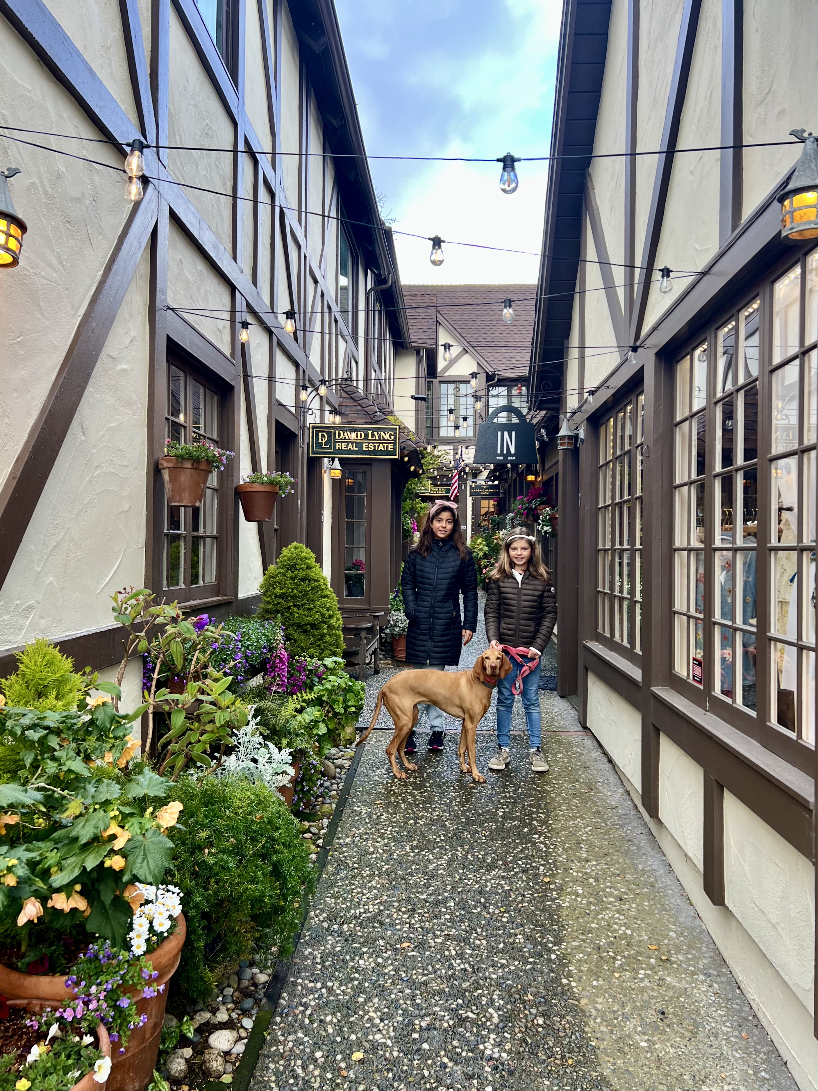 Img: city, planter, potted plant, road, street, urban, alley, neighborhood, path, herbal