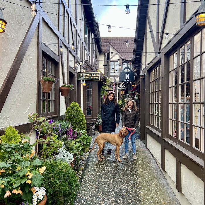 Img: city, planter, potted plant, road, street, urban, alley, neighborhood, path, herbal