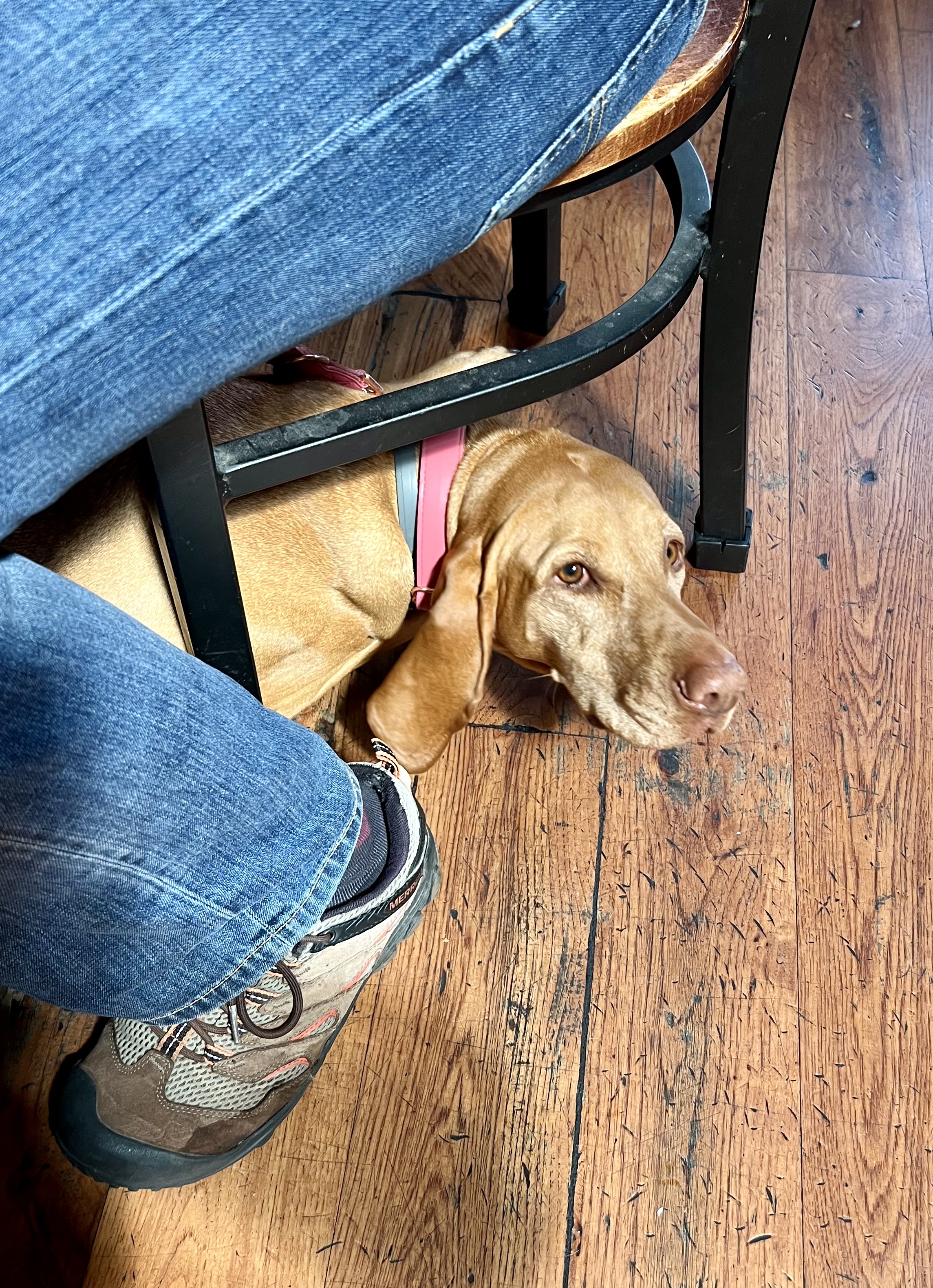 Img: wood, shoe, hardwood, pants, canine, hound, jeans, floor, interior design, puppy