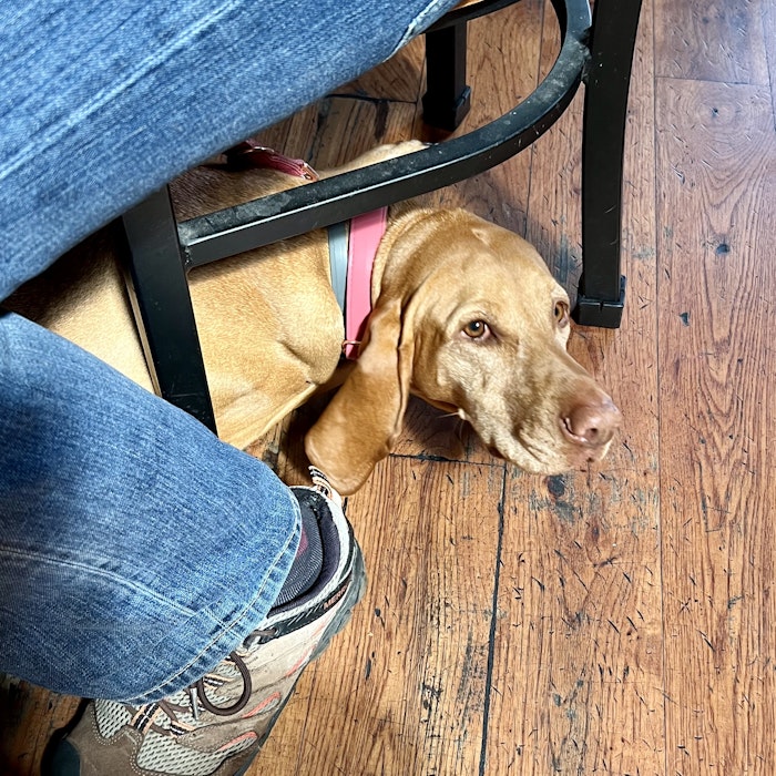 Img: wood, shoe, hardwood, pants, canine, hound, jeans, floor, interior design, puppy
