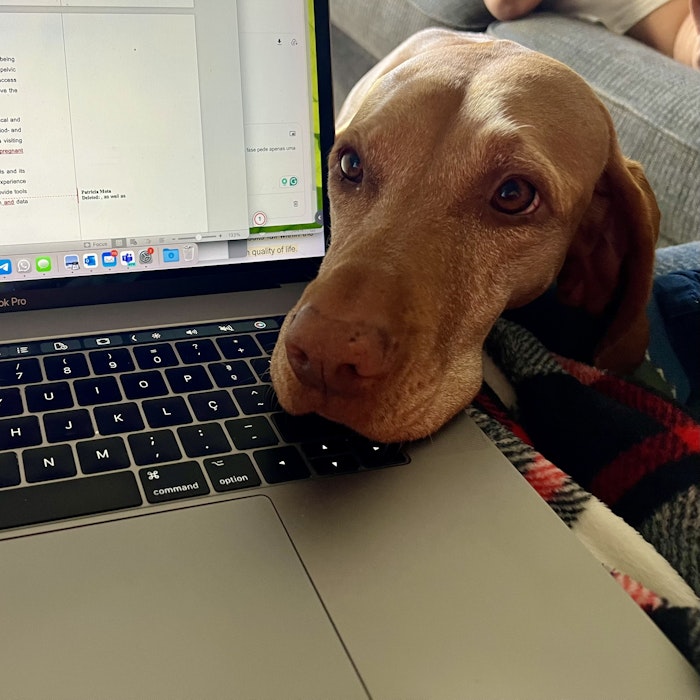 Img: computer, electronics, laptop, pc, computer hardware, computer keyboard, hardware, dog, mammal, pet