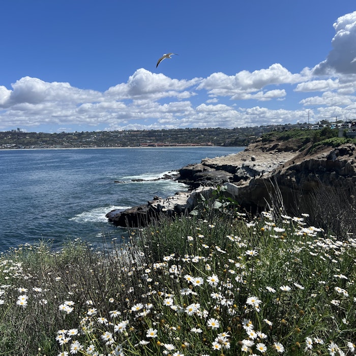 Img: nature, outdoors, promontory, scenery, land, daisy, sky, cumulus, cliff, sea