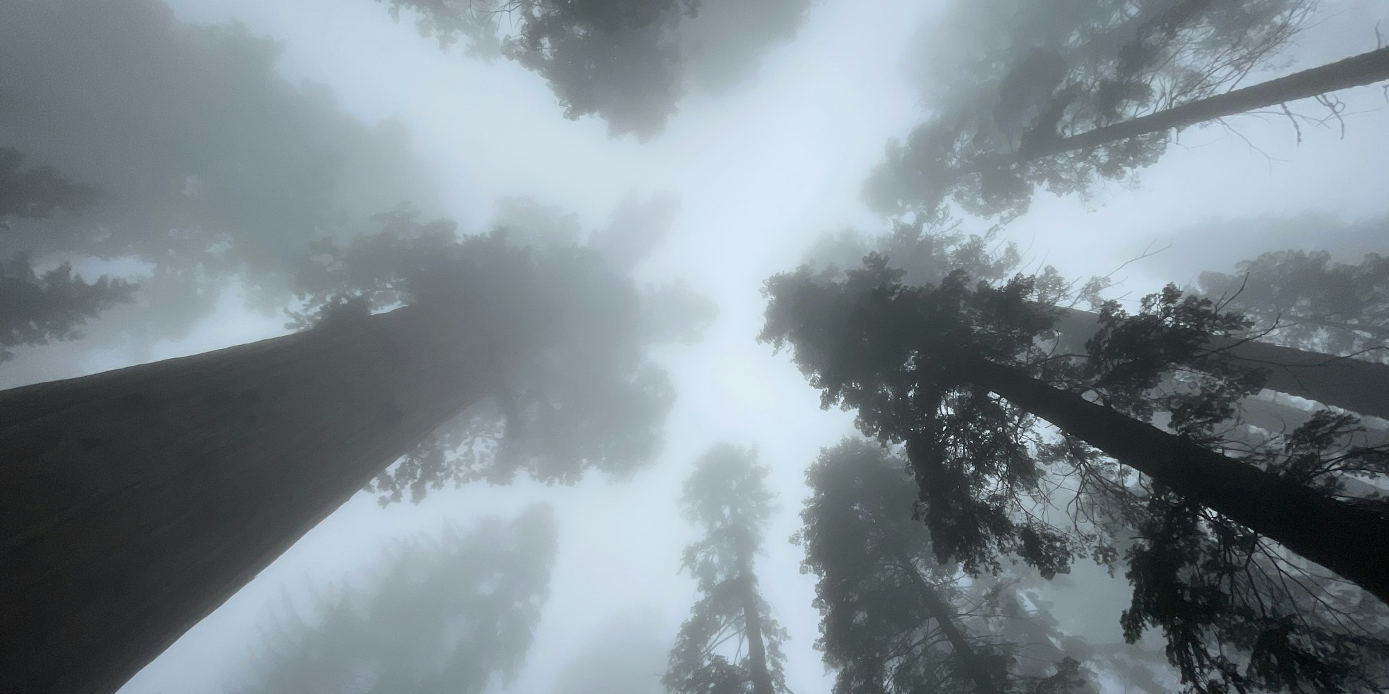 Img: nature, outdoors, weather, tree, rainforest, vegetation, fog, mist, fir, redwood
