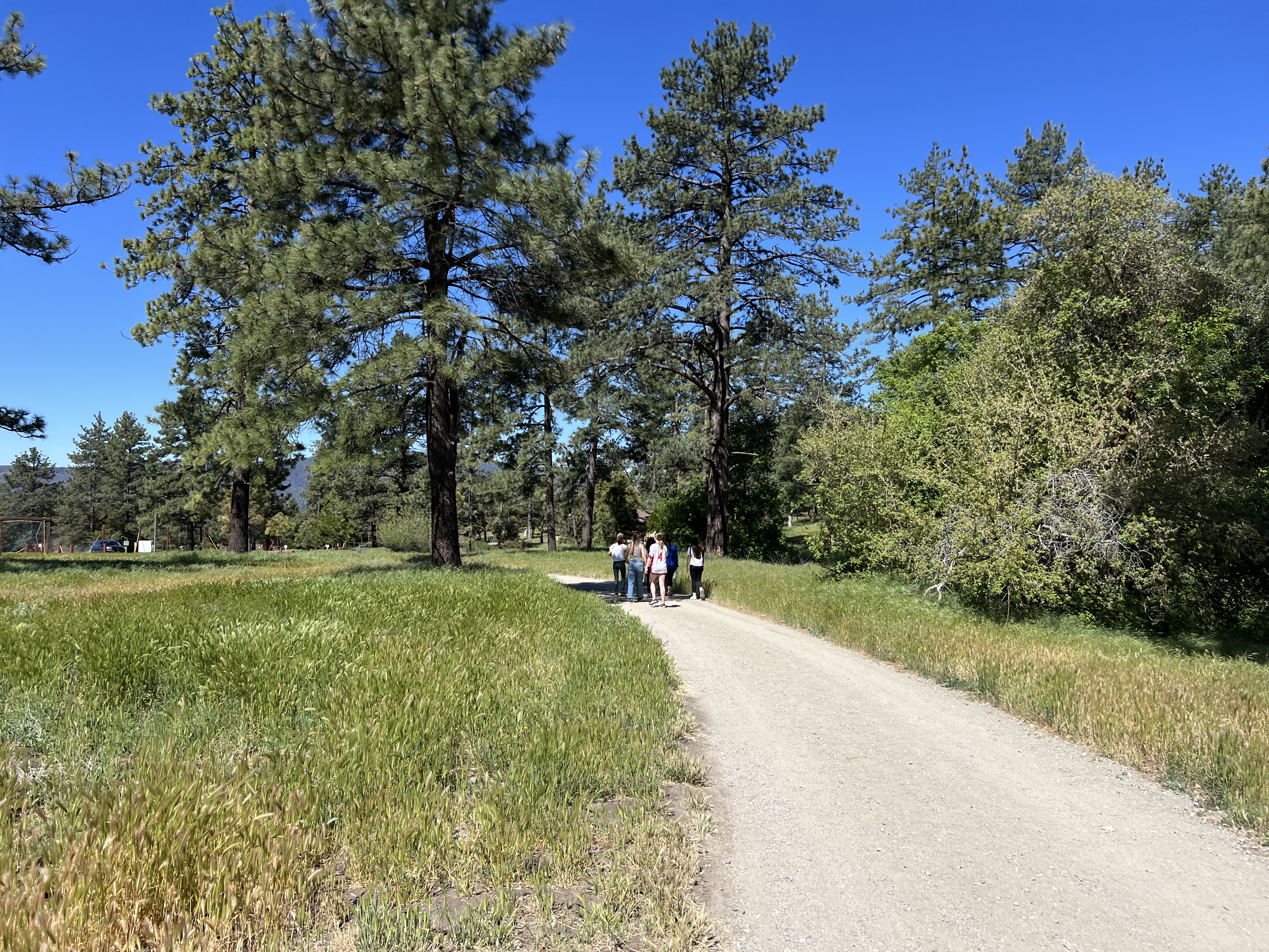 Img: tree, fir, road, grass, path, person, gravel, outdoors, scenery, vegetation