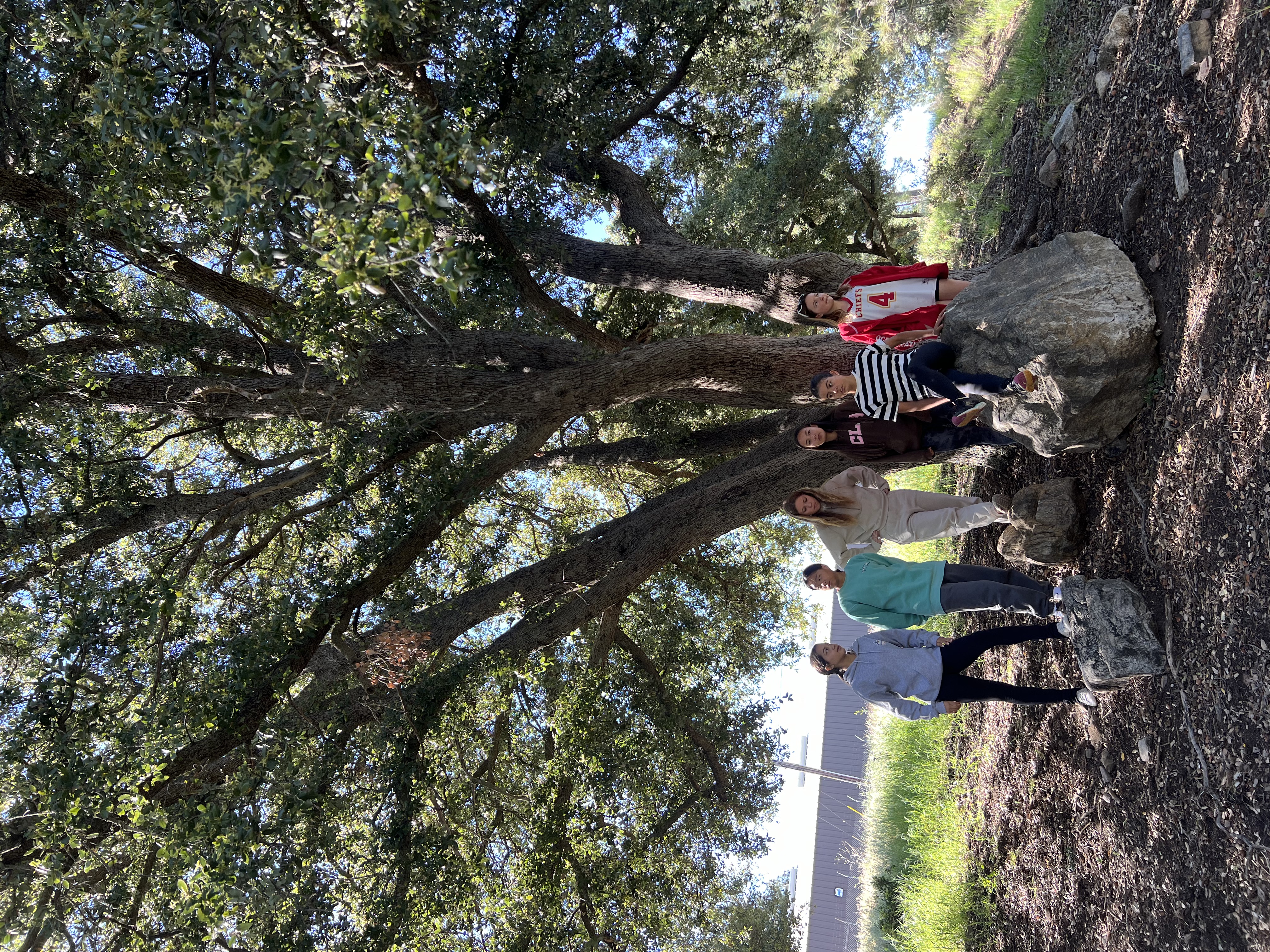 Img: tree, grass, grove, park, vegetation, woodland, tree trunk, rock, portrait, oak