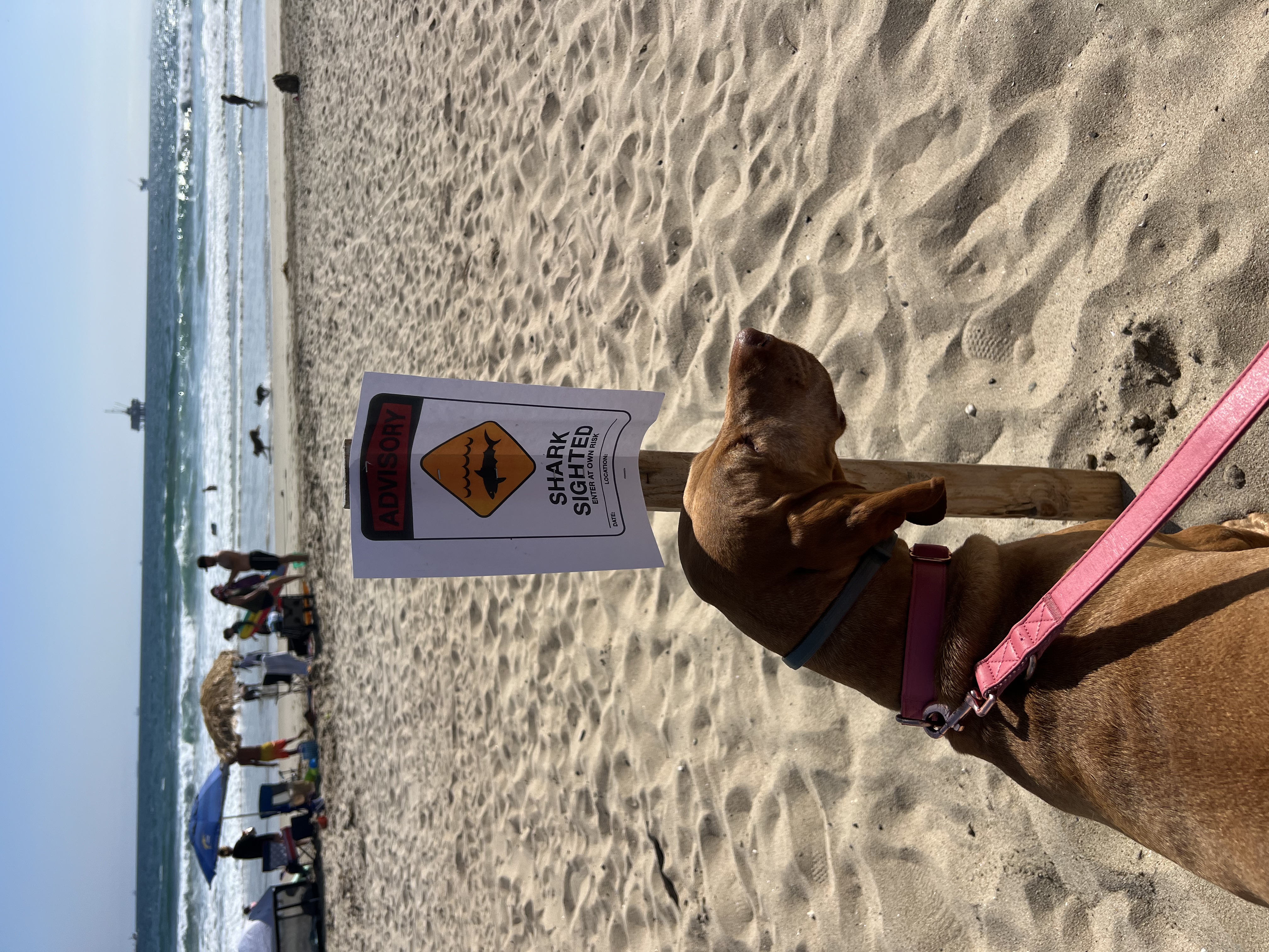 Img: beach, nature, outdoors, sea, water, dog, hound, person, chair, handbag