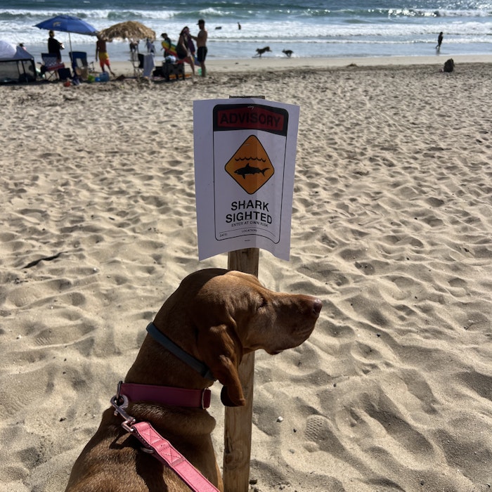 Img: beach, nature, outdoors, sea, water, dog, hound, person, chair, handbag