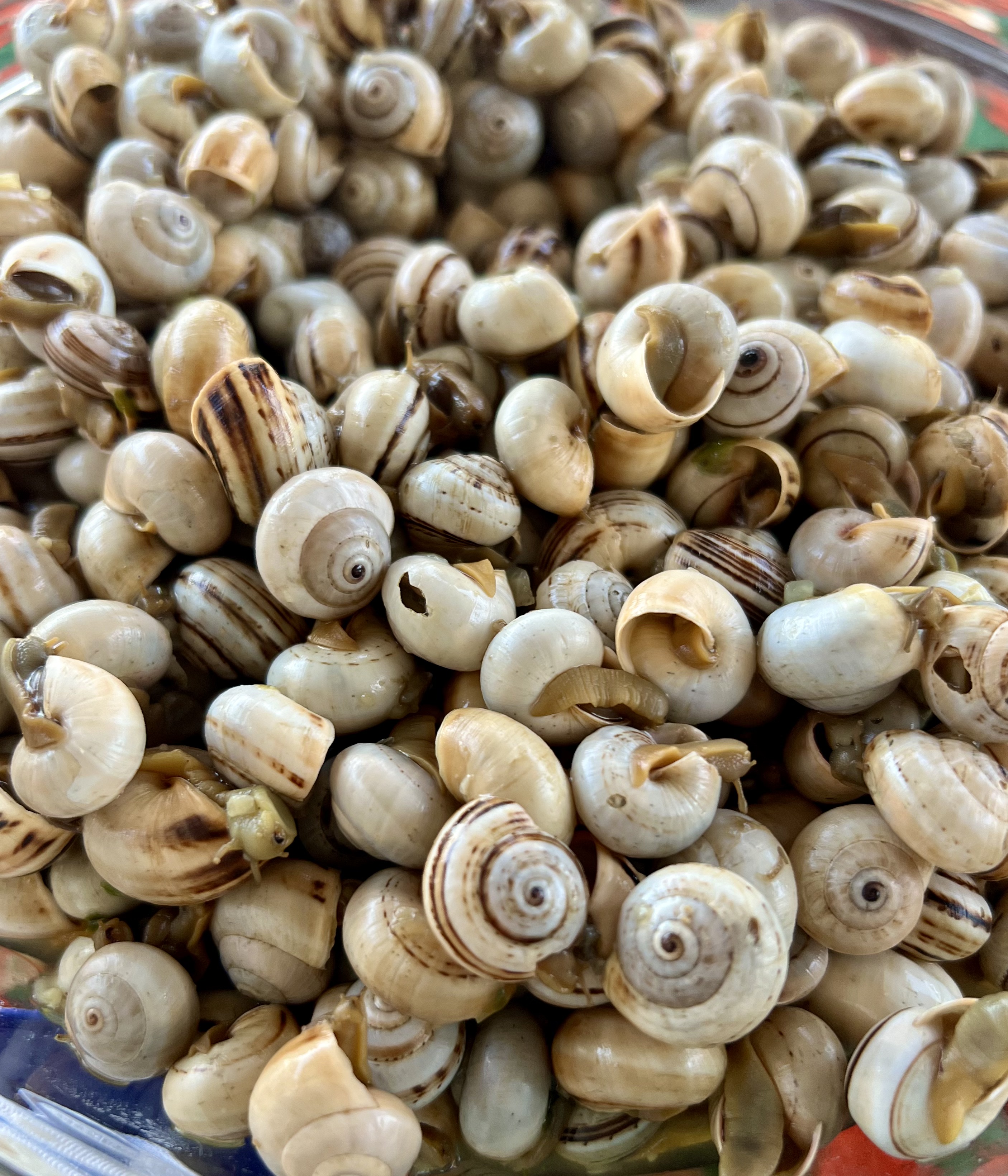 Img: animal, invertebrate, sea life, seashell, insect