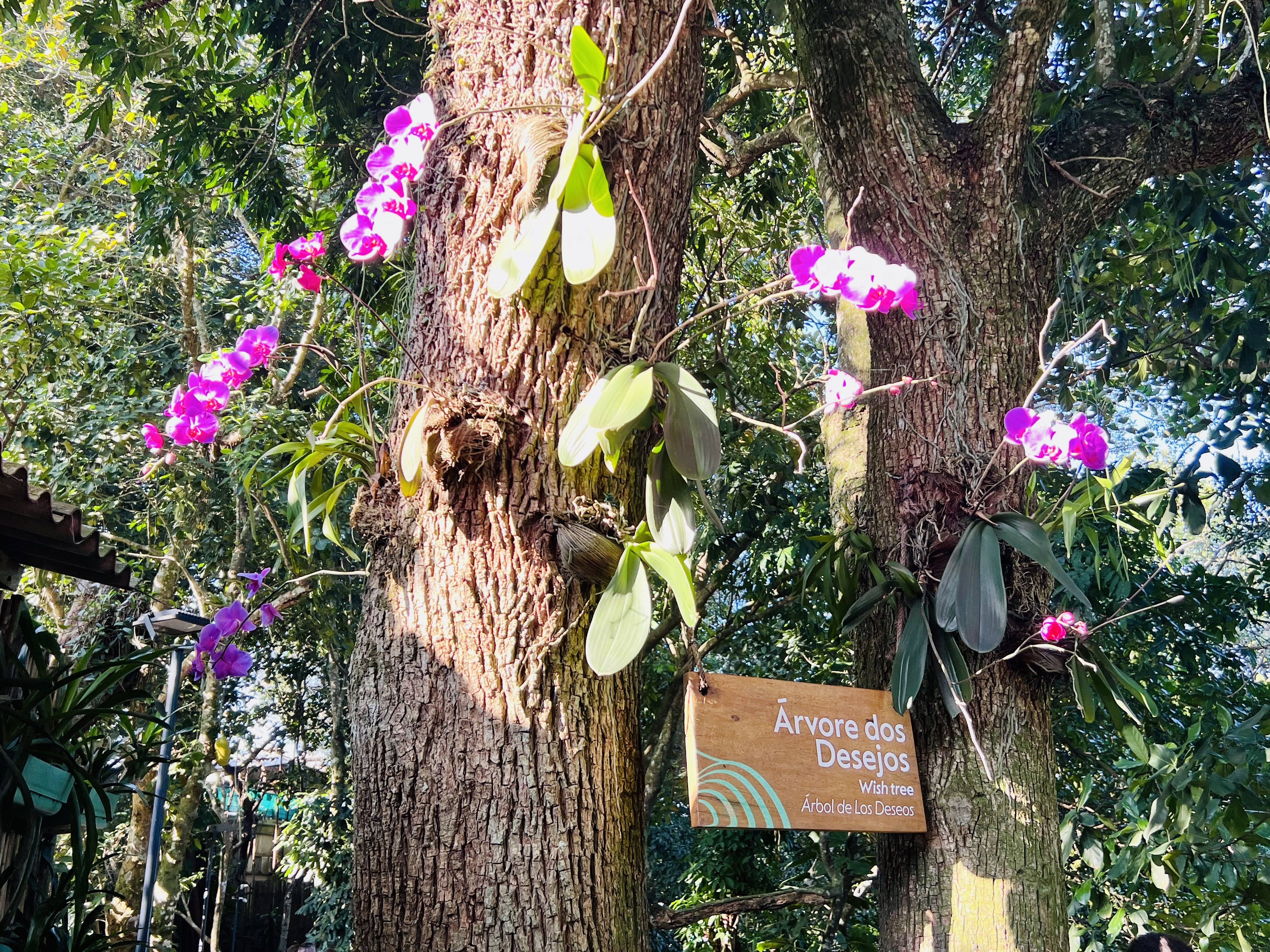 Img: tree, vegetation, tree trunk, nature, rainforest, jungle, potted plant, grove, garden, flower