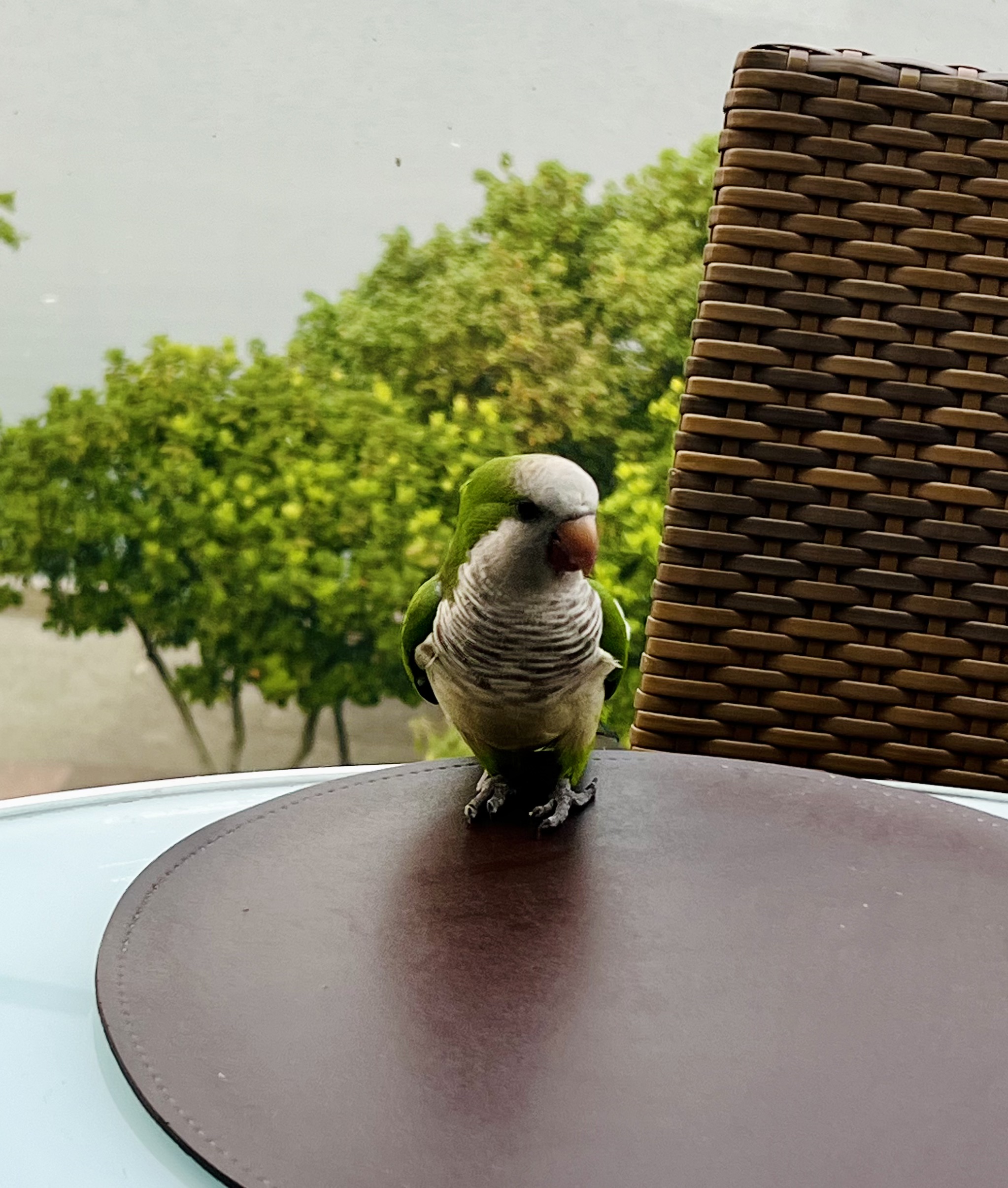 Img: animal, bird, parakeet, parrot, beak, plant, potted plant