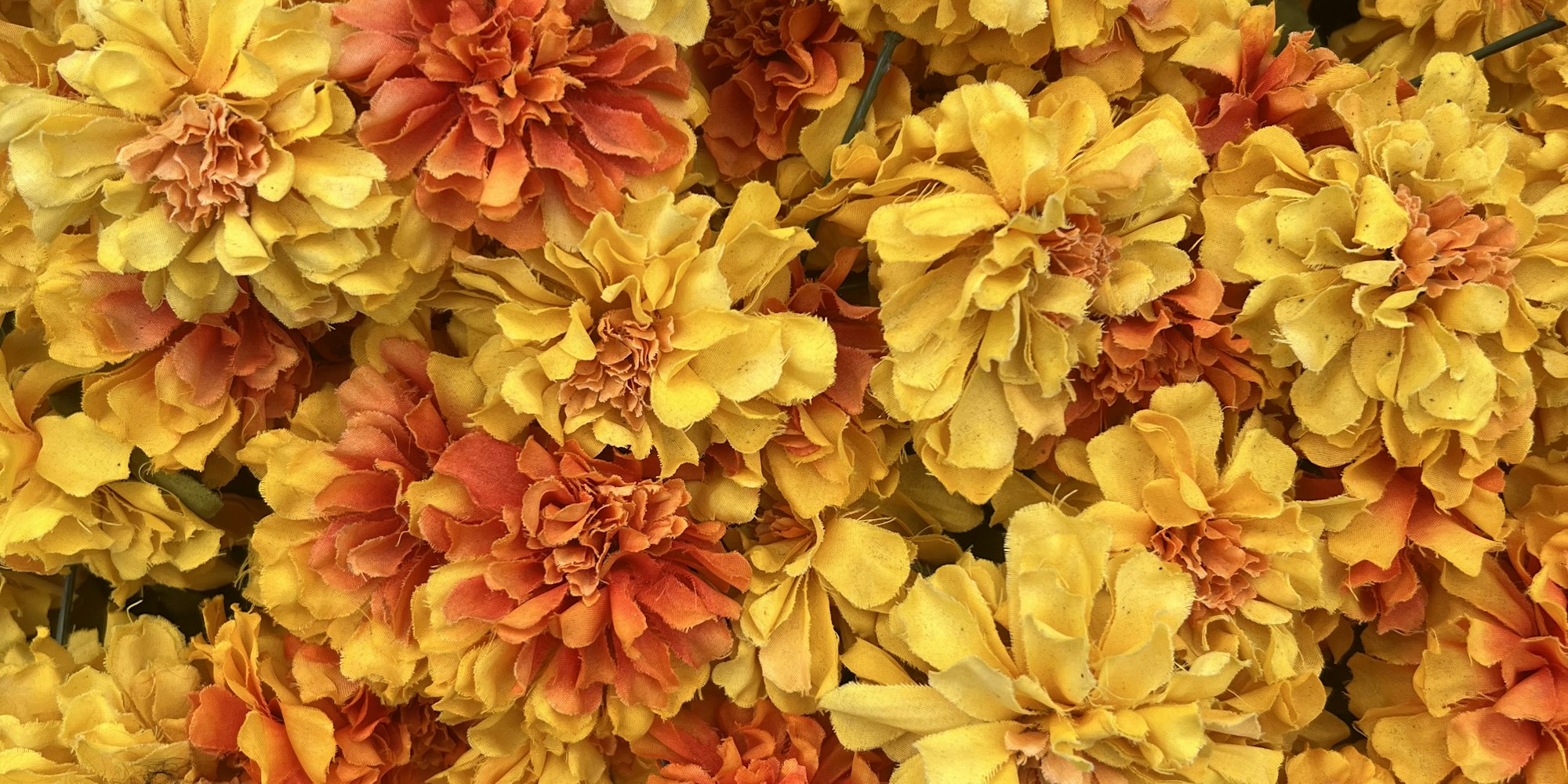 Img: flower, petal, plant, dahlia, flower arrangement, flower bouquet, daisy, geranium