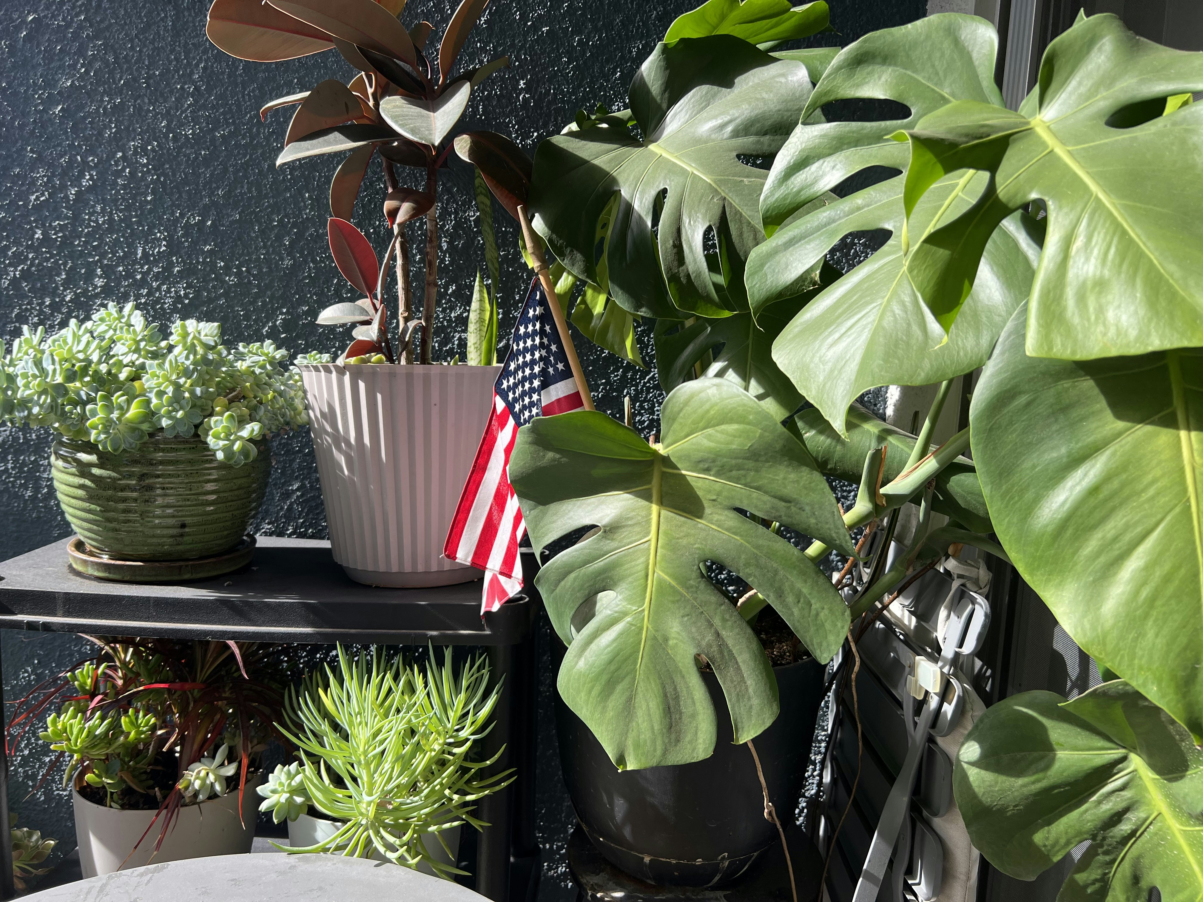 Img: plant, potted plant, jar, planter, pottery, vase, leaf, flower, flower arrangement, tree