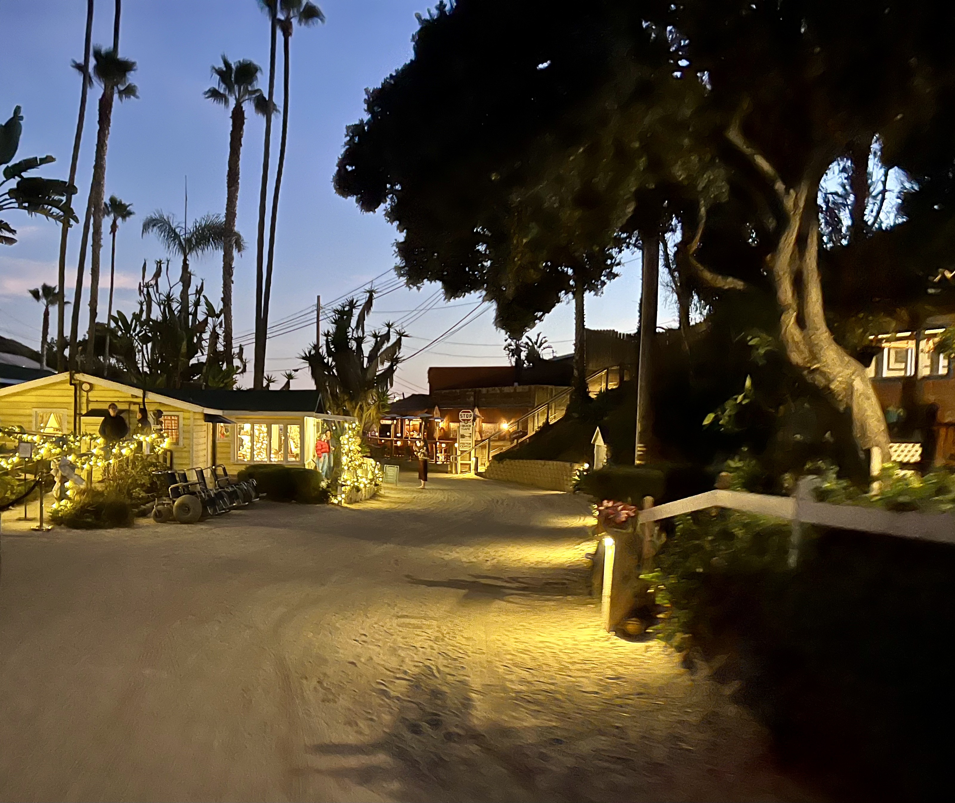 Img: summer, tree, city, road, street, urban, palm tree, path, nature, outdoors