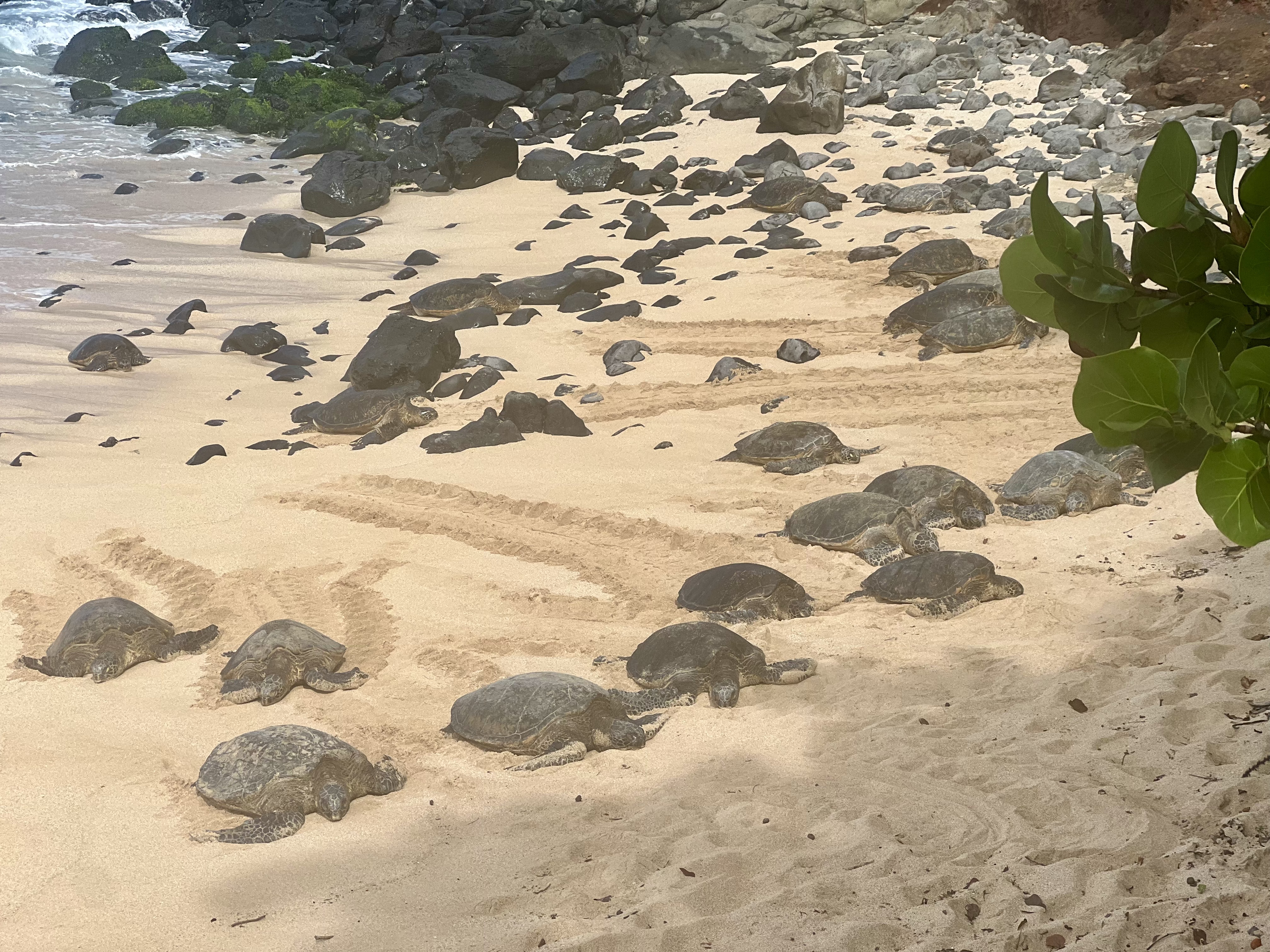 Img: rock, turtle, beach, nature, outdoors, sea, water, bird, tortoise, penguin