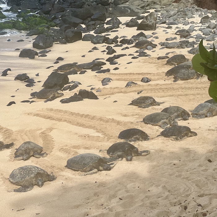 Img: rock, turtle, beach, nature, outdoors, sea, water, bird, tortoise, penguin