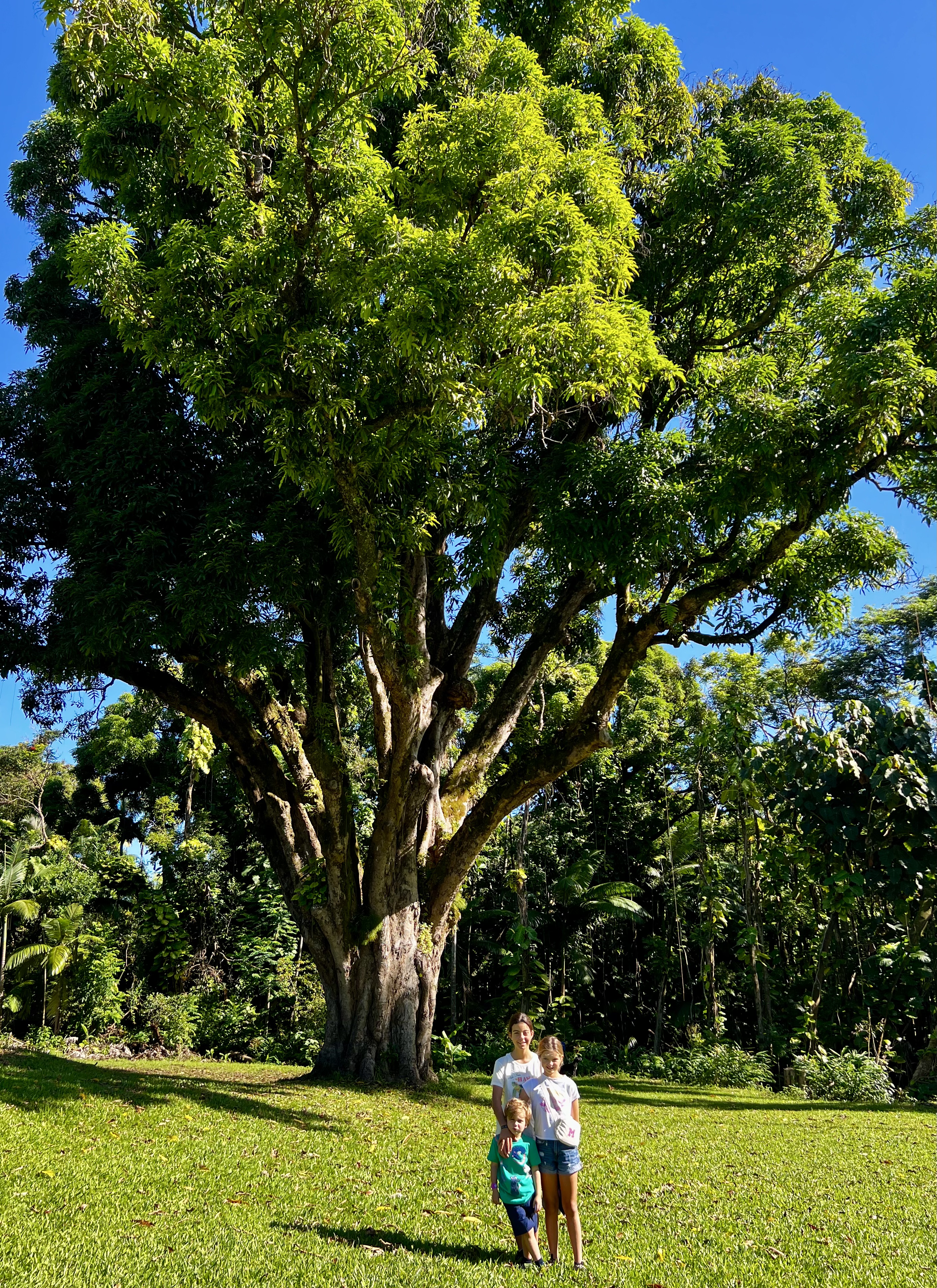 Img: tree, tree trunk, grass, vegetation, park, person, summer, woodland, shorts, grove