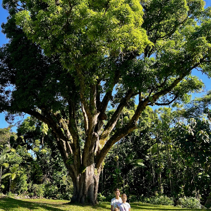 Img: tree, tree trunk, grass, vegetation, park, person, summer, woodland, shorts, grove