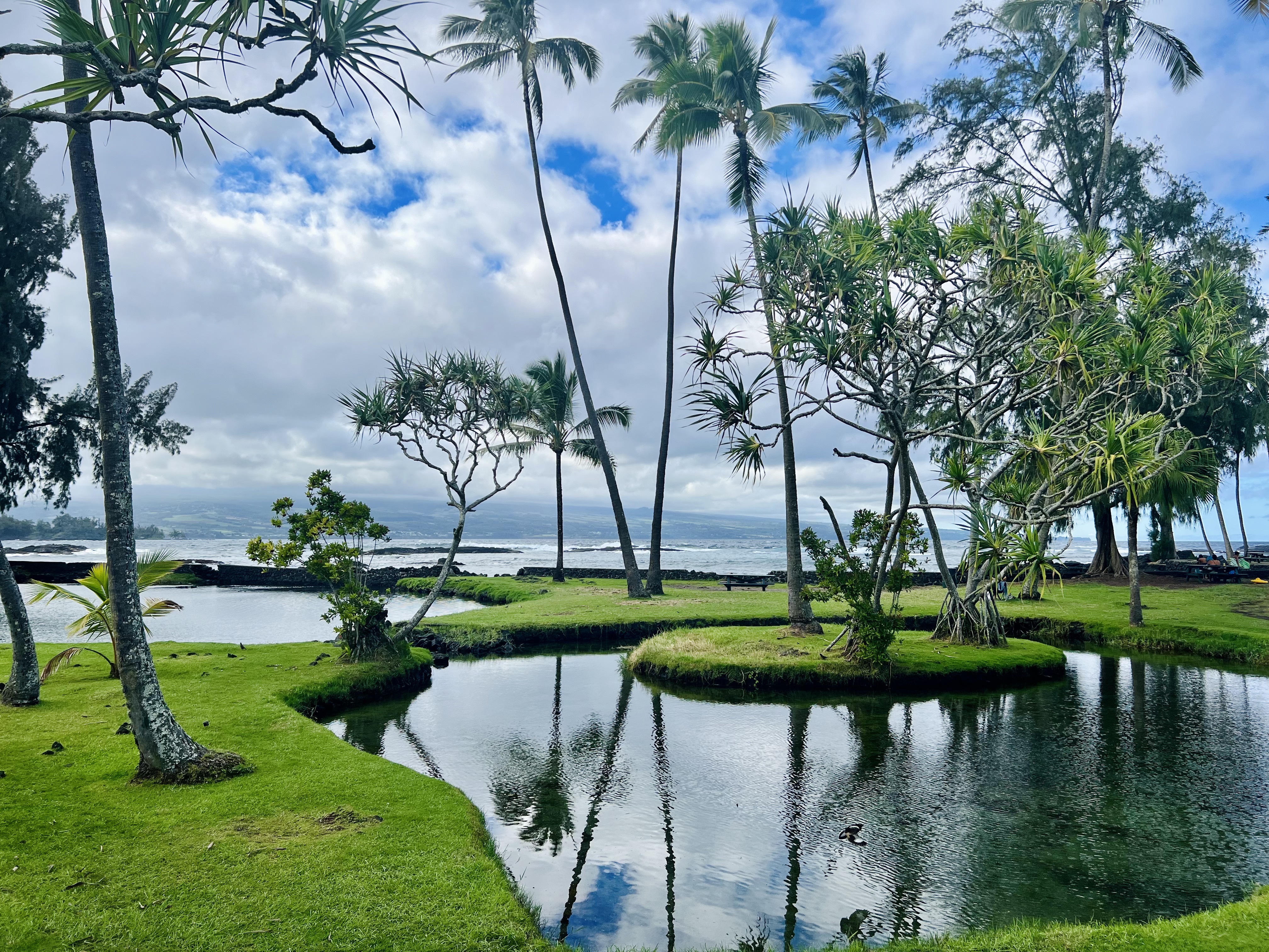 Img: summer, nature, outdoors, pond, scenery, bench, grass, tree, tropical, palm tree