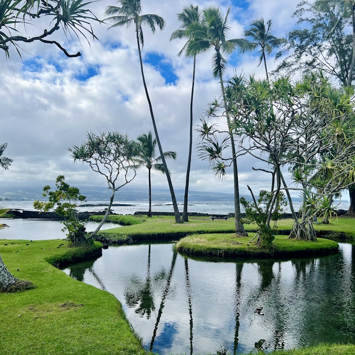 Img: summer, nature, outdoors, pond, scenery, bench, grass, tree, tropical, palm tree