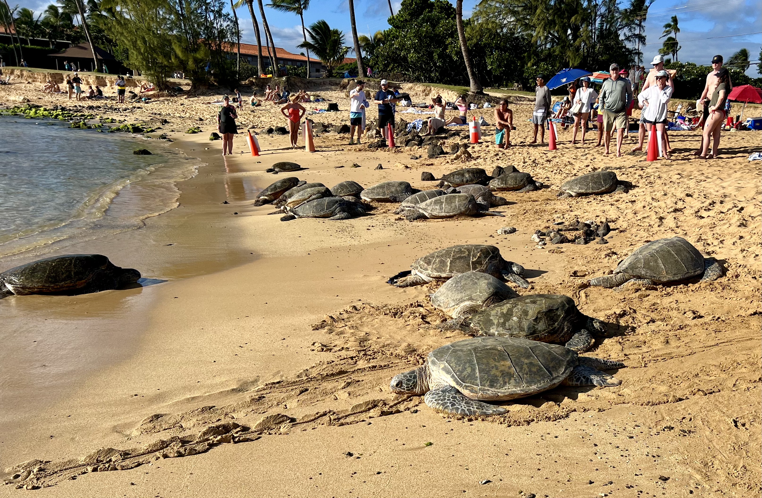 Img: summer, beach, nature, outdoors, sea, turtle, tortoise, person, hat, soil